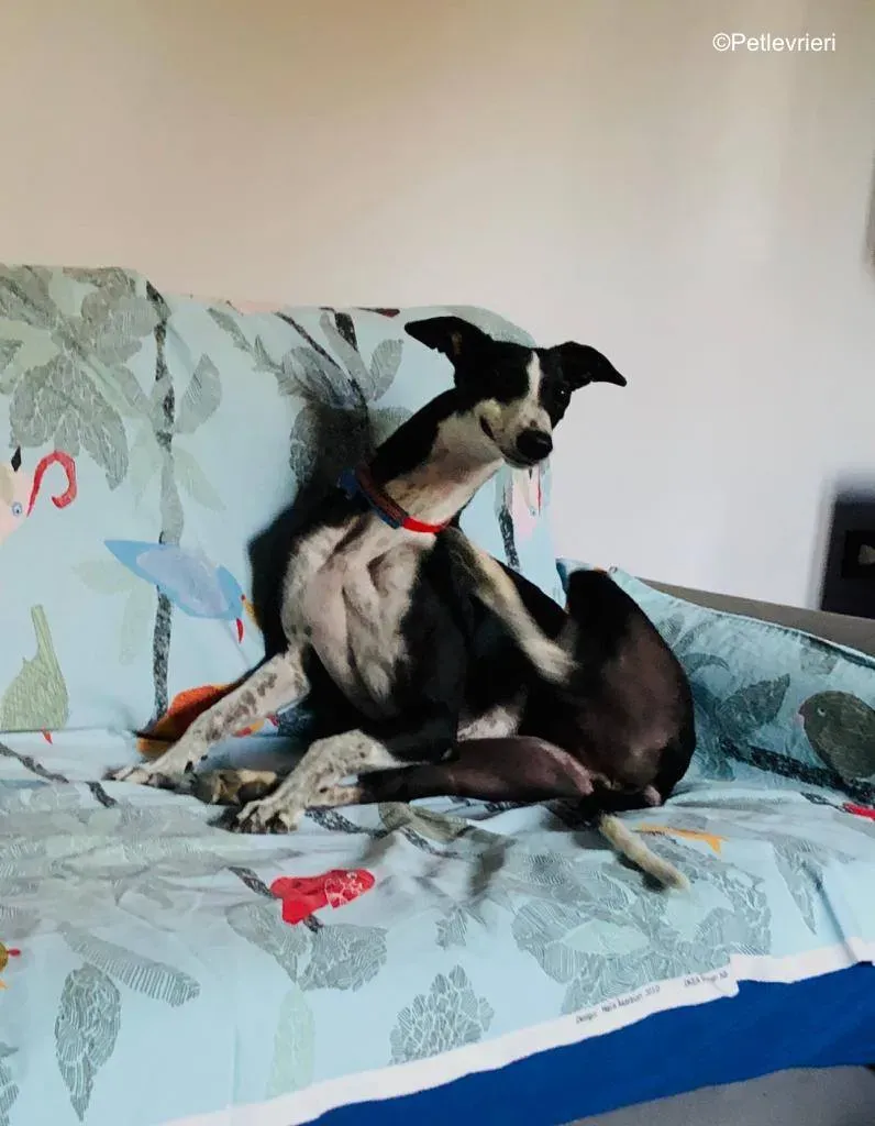 puffin adozione levrieri greyhound 4