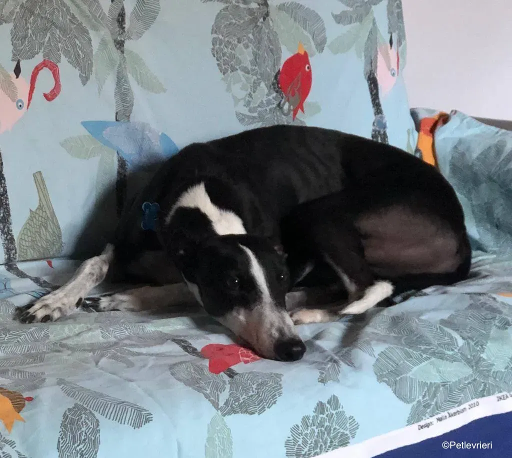 puffin adozione levrieri greyhound 5