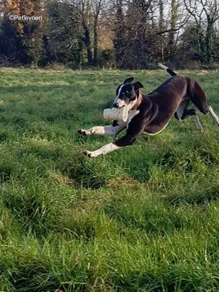 puffin adozione levrieri greyhound 6