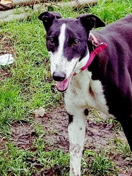 puffin adozione levrieri greyhound 7