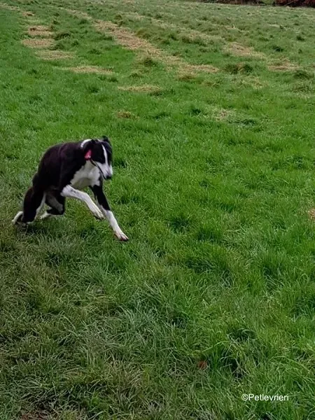 puffin adozione levrieri greyhound 8