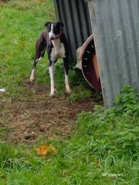 puffin adozione levrieri greyhound 9