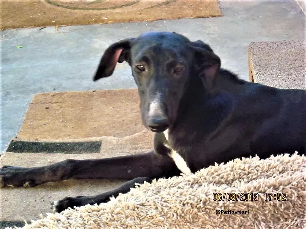 punky 2 941000024054417 1