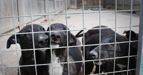 puppies bred for racing in the UK