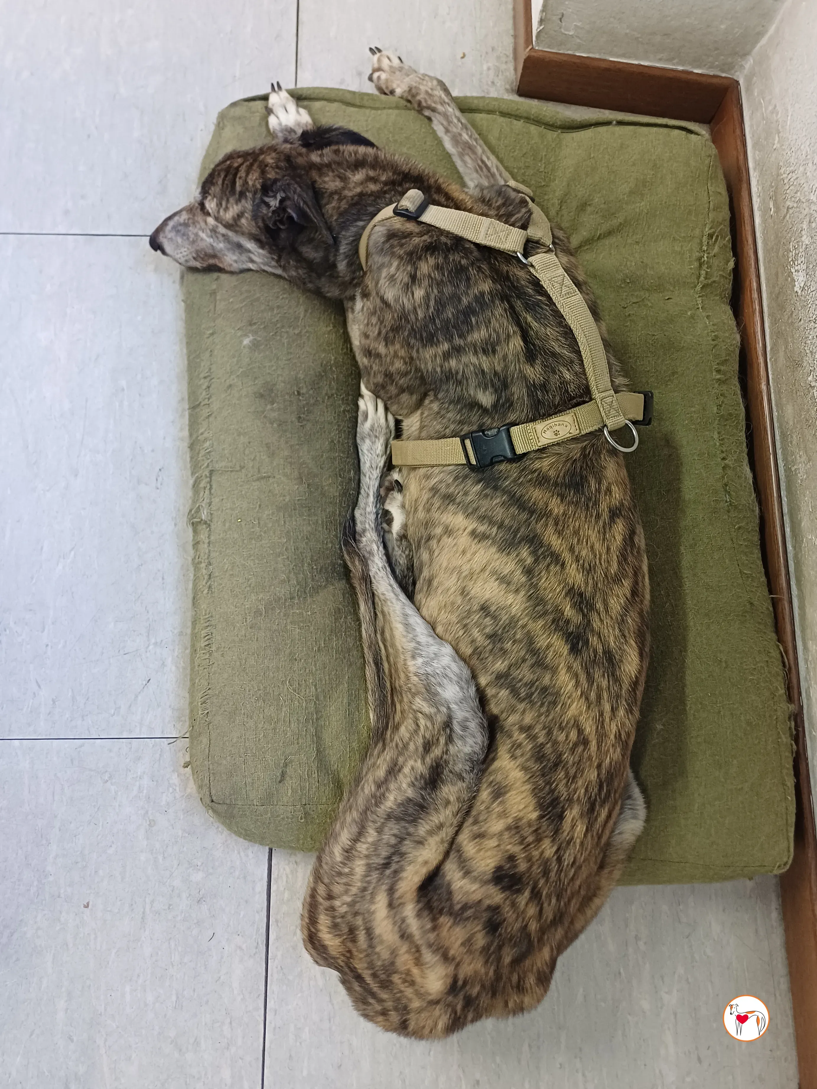 purple grey adozione 1