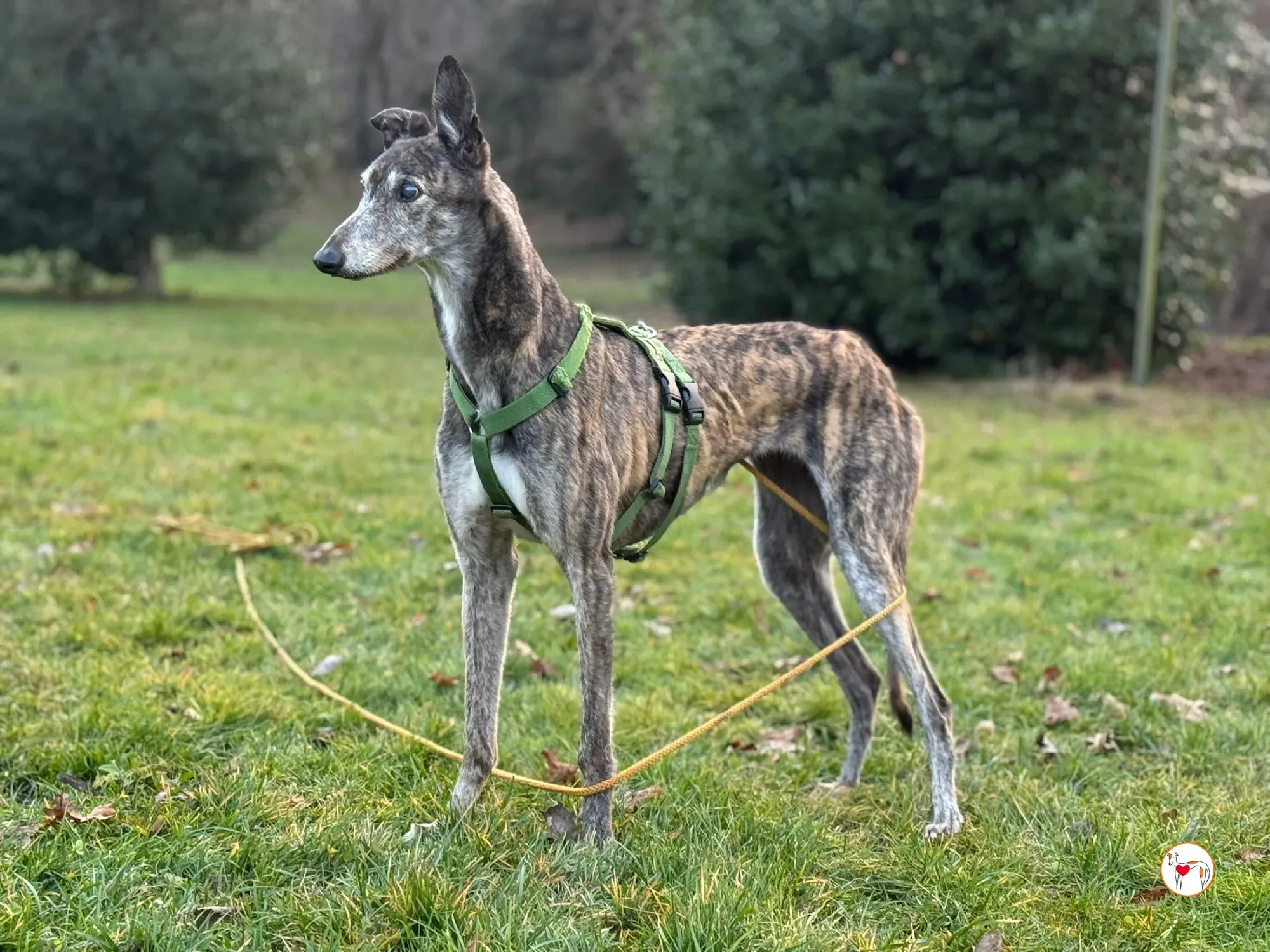 purple grey adozione 10