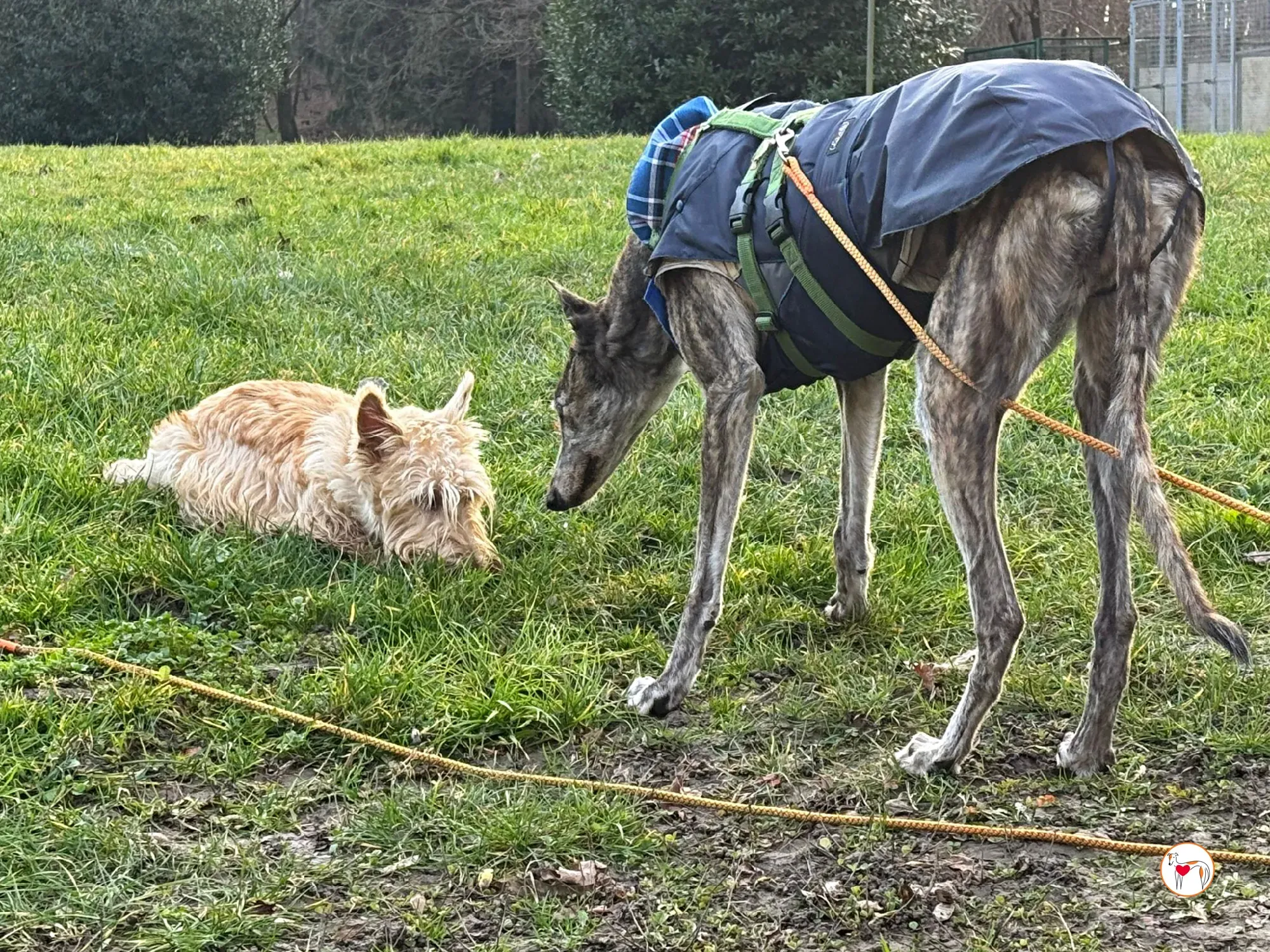 purple grey adozione 11