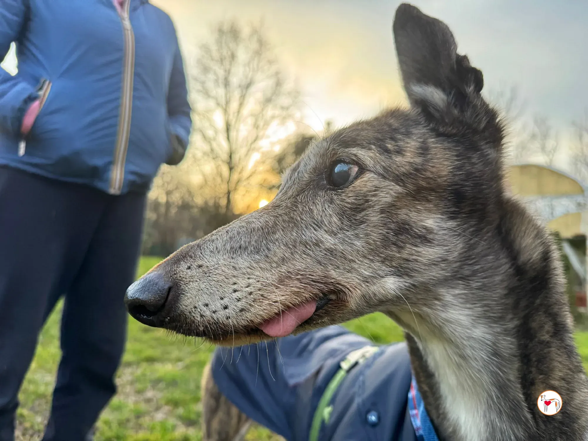 purple grey adozione 12