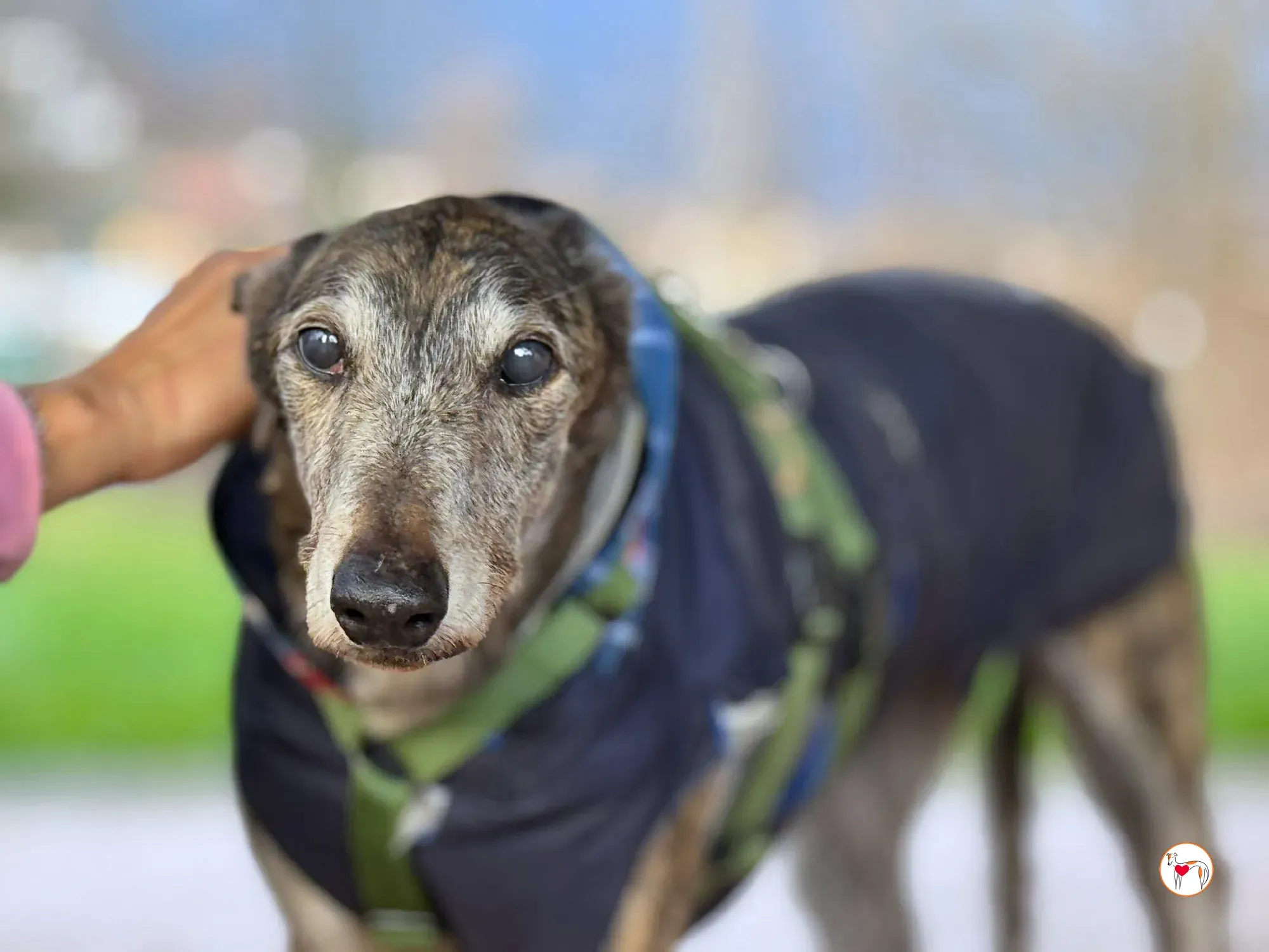 purple grey adozione 13