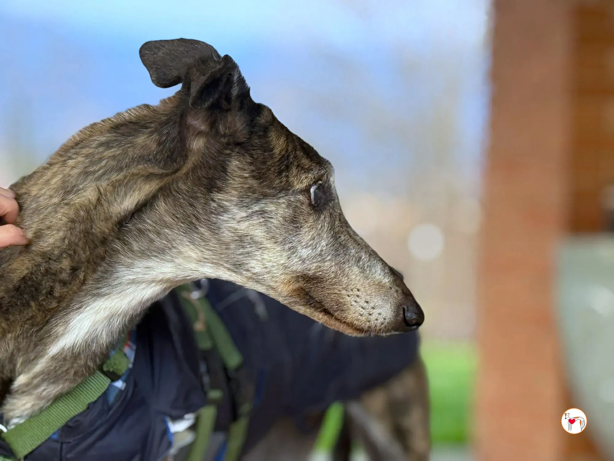 purple grey adozione 14