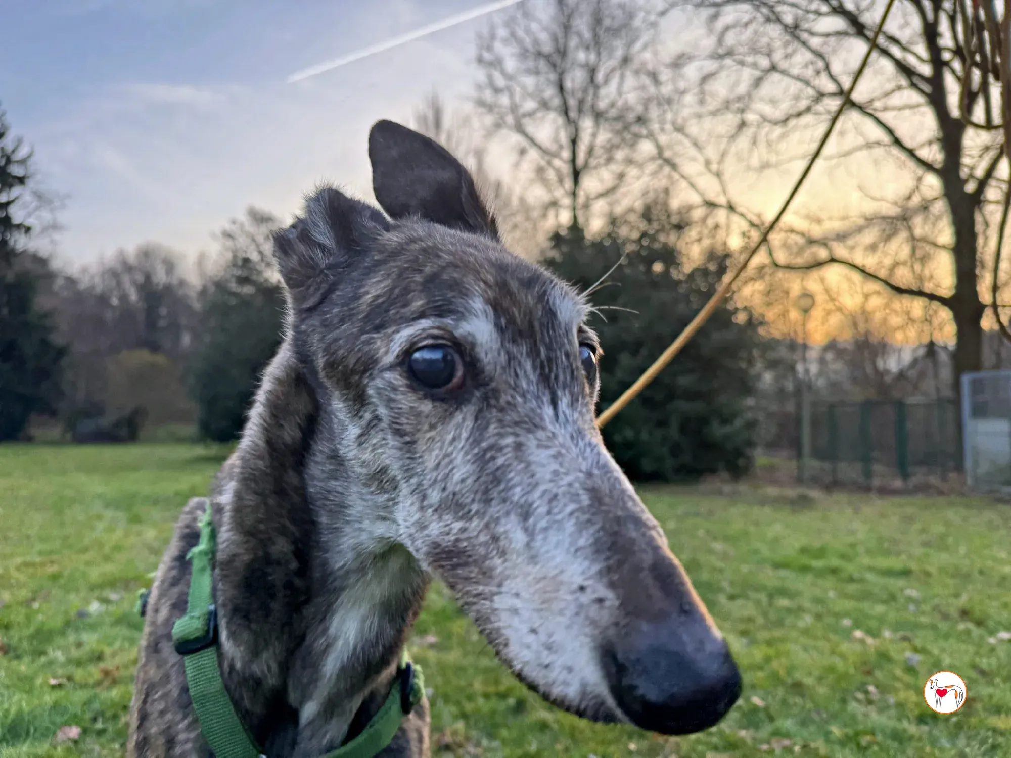 purple grey adozione 15