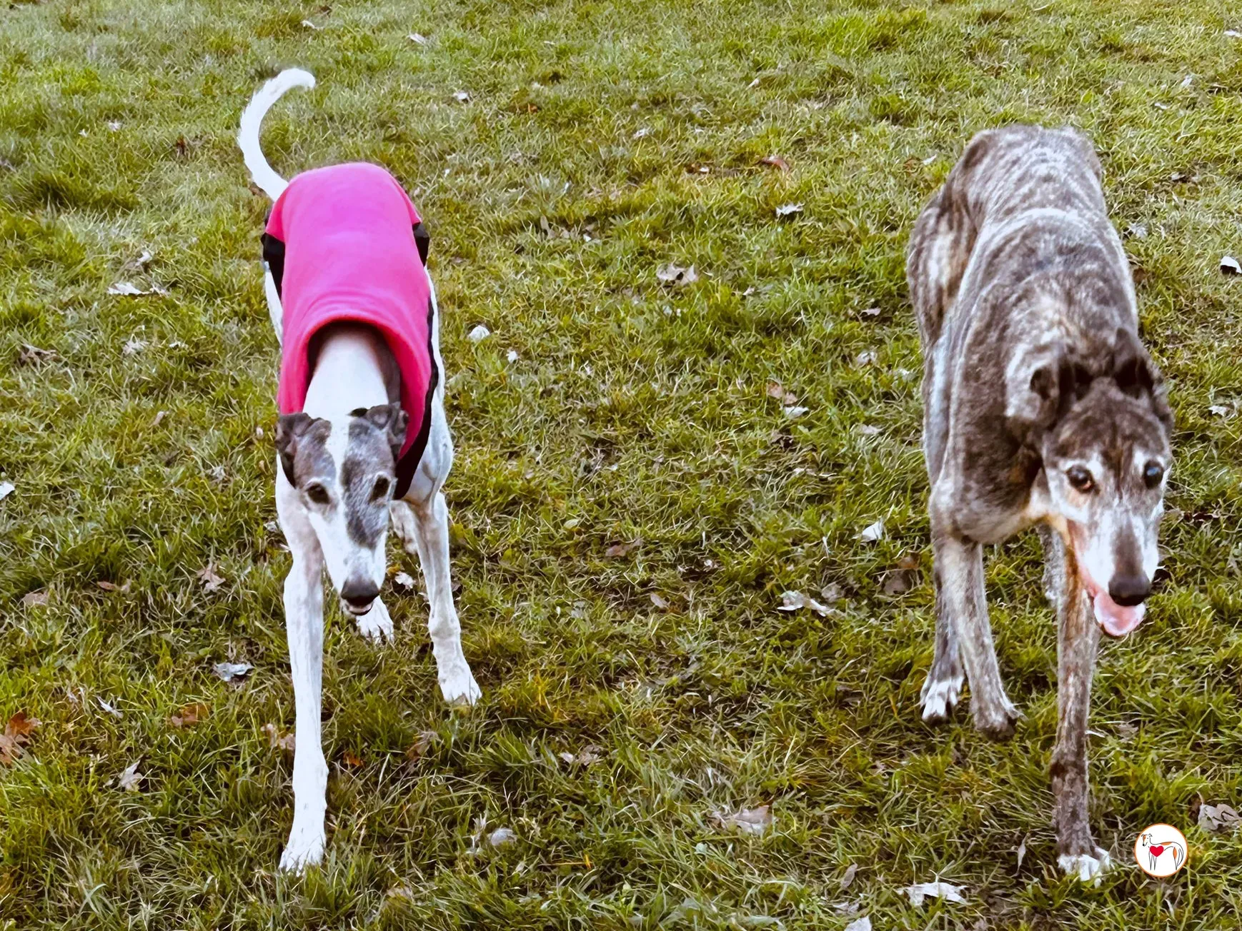 purple grey adozione 16