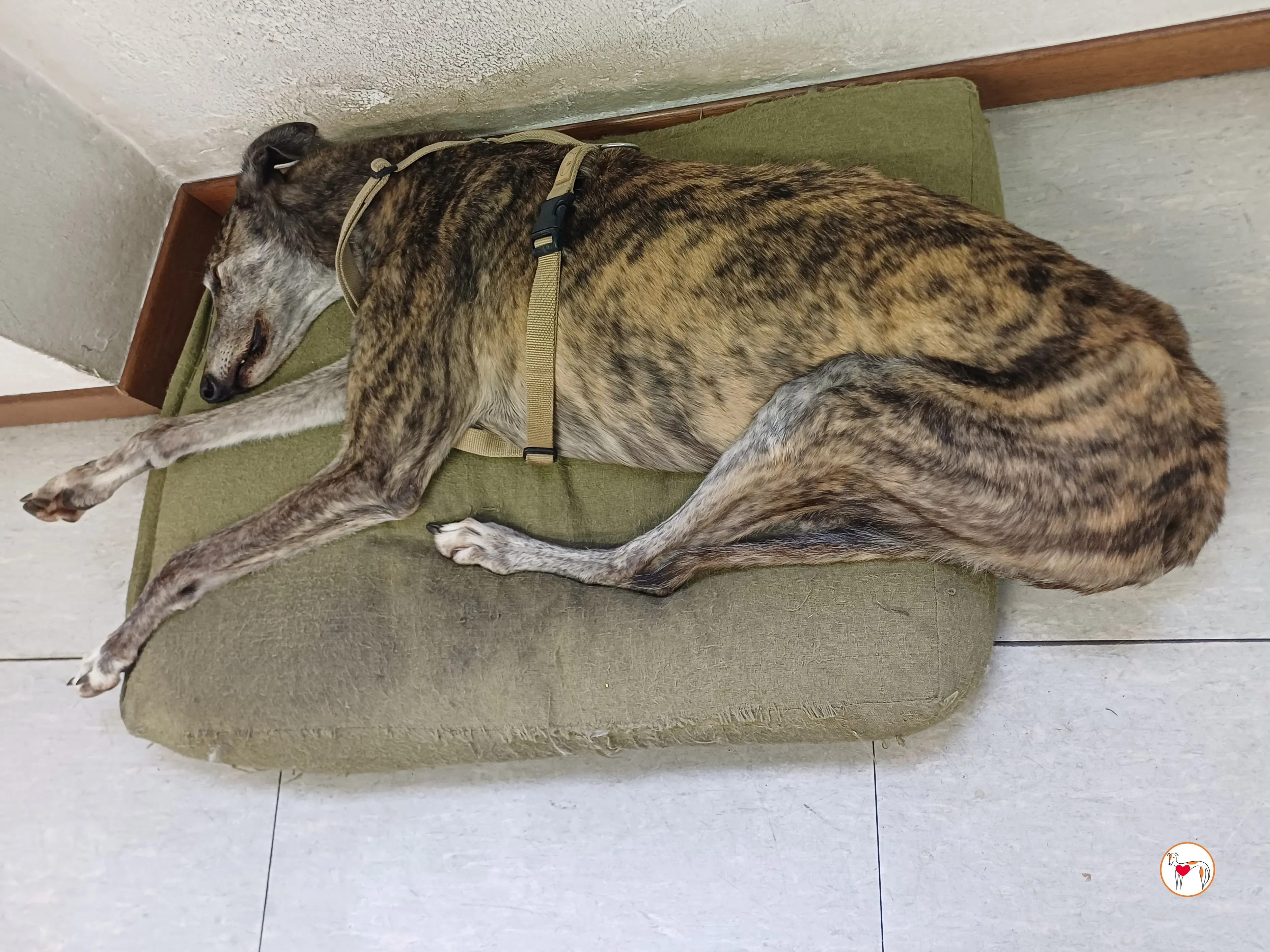 purple grey adozione 2