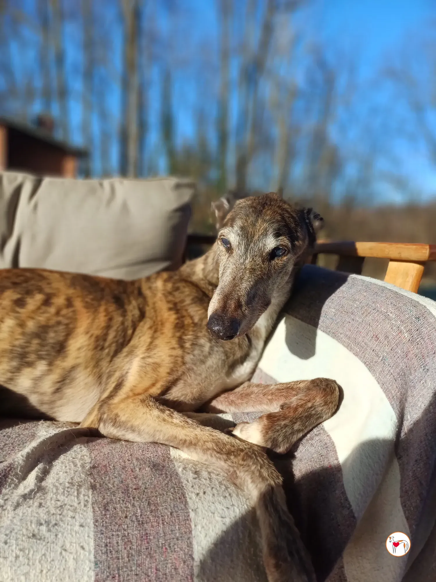 purple grey adozione 3