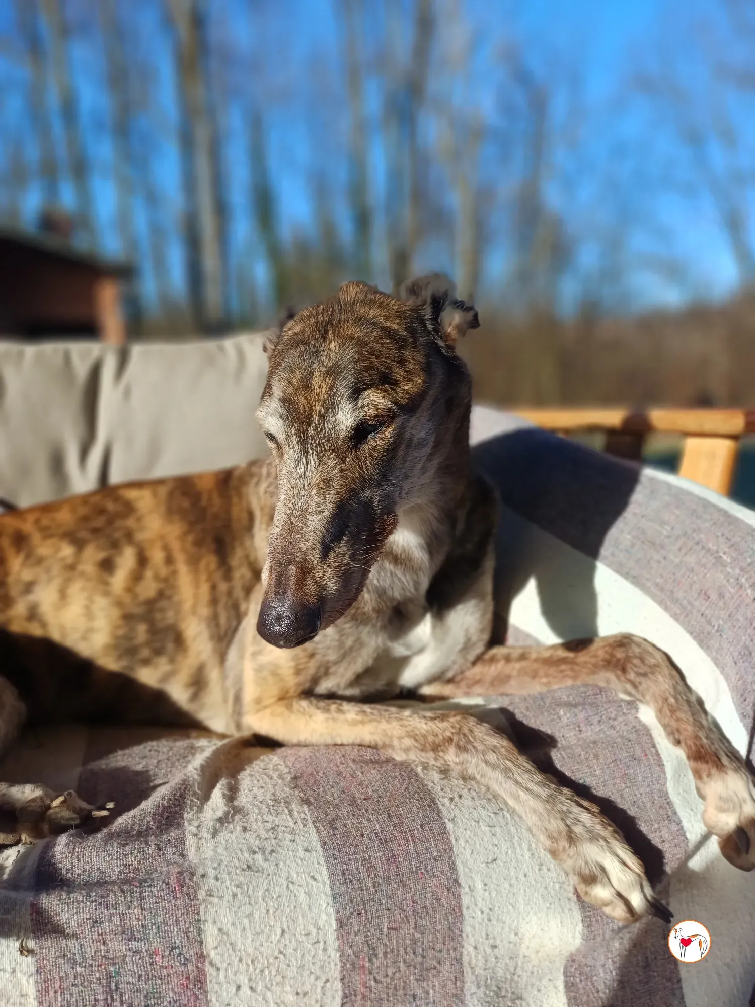 purple grey adozione 4