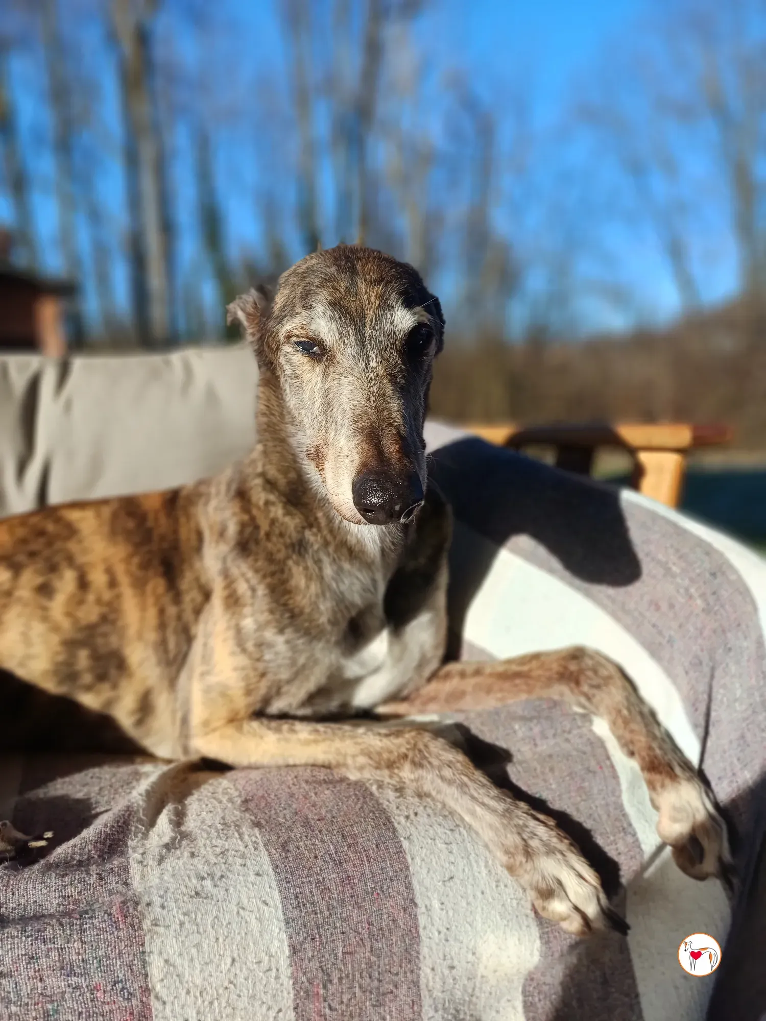 purple grey adozione 5