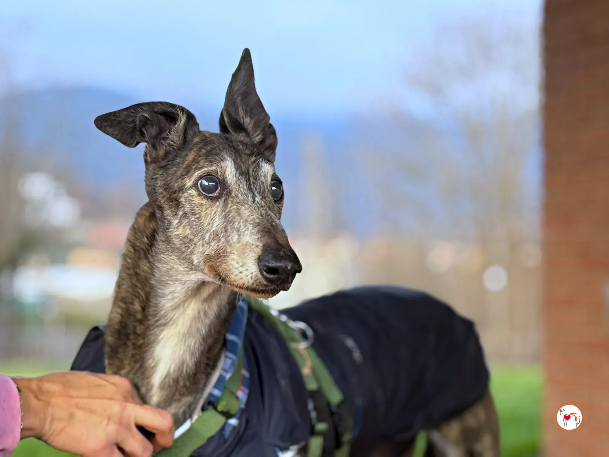 purple grey adozione 6