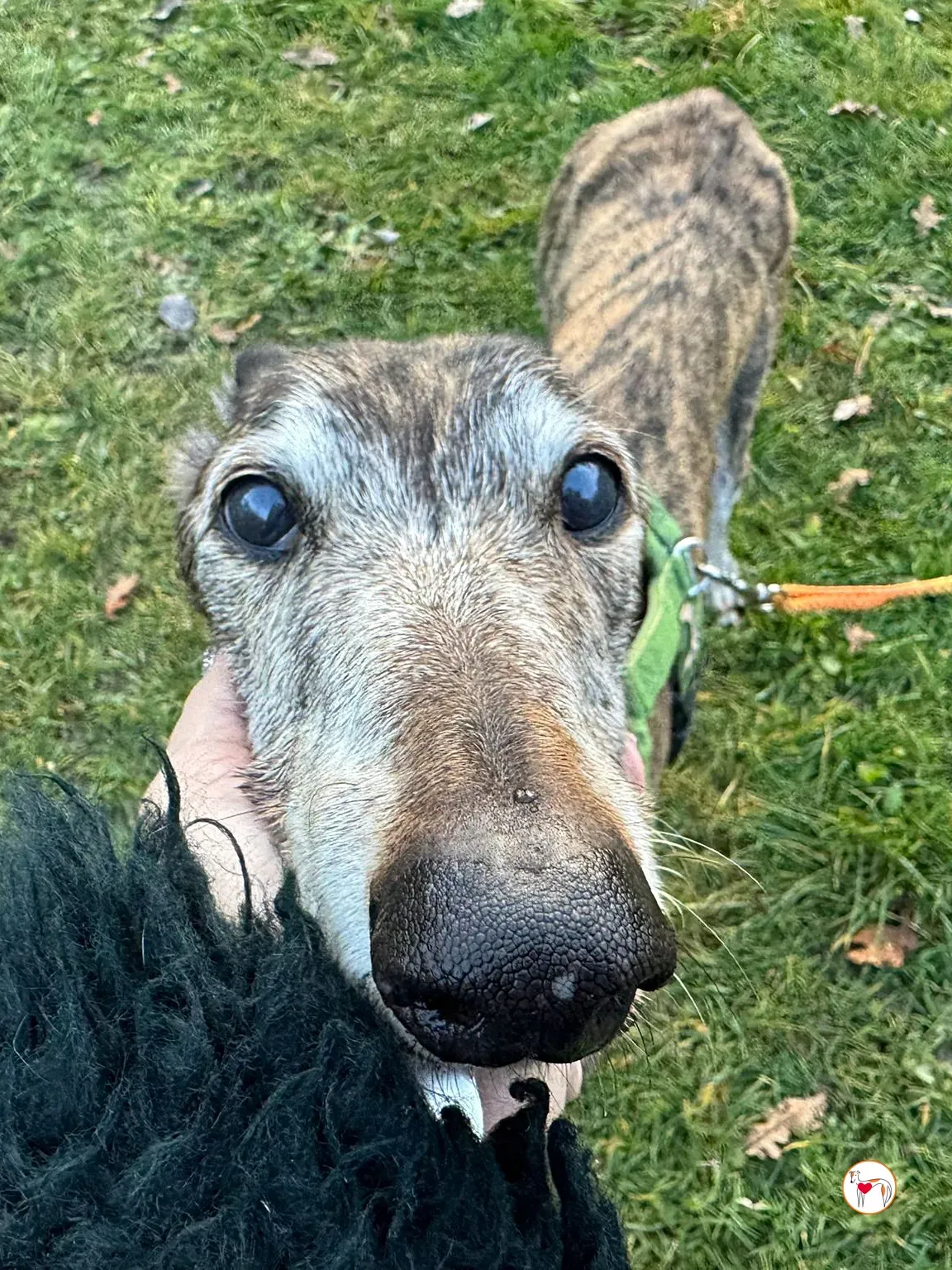 purple grey adozione 7