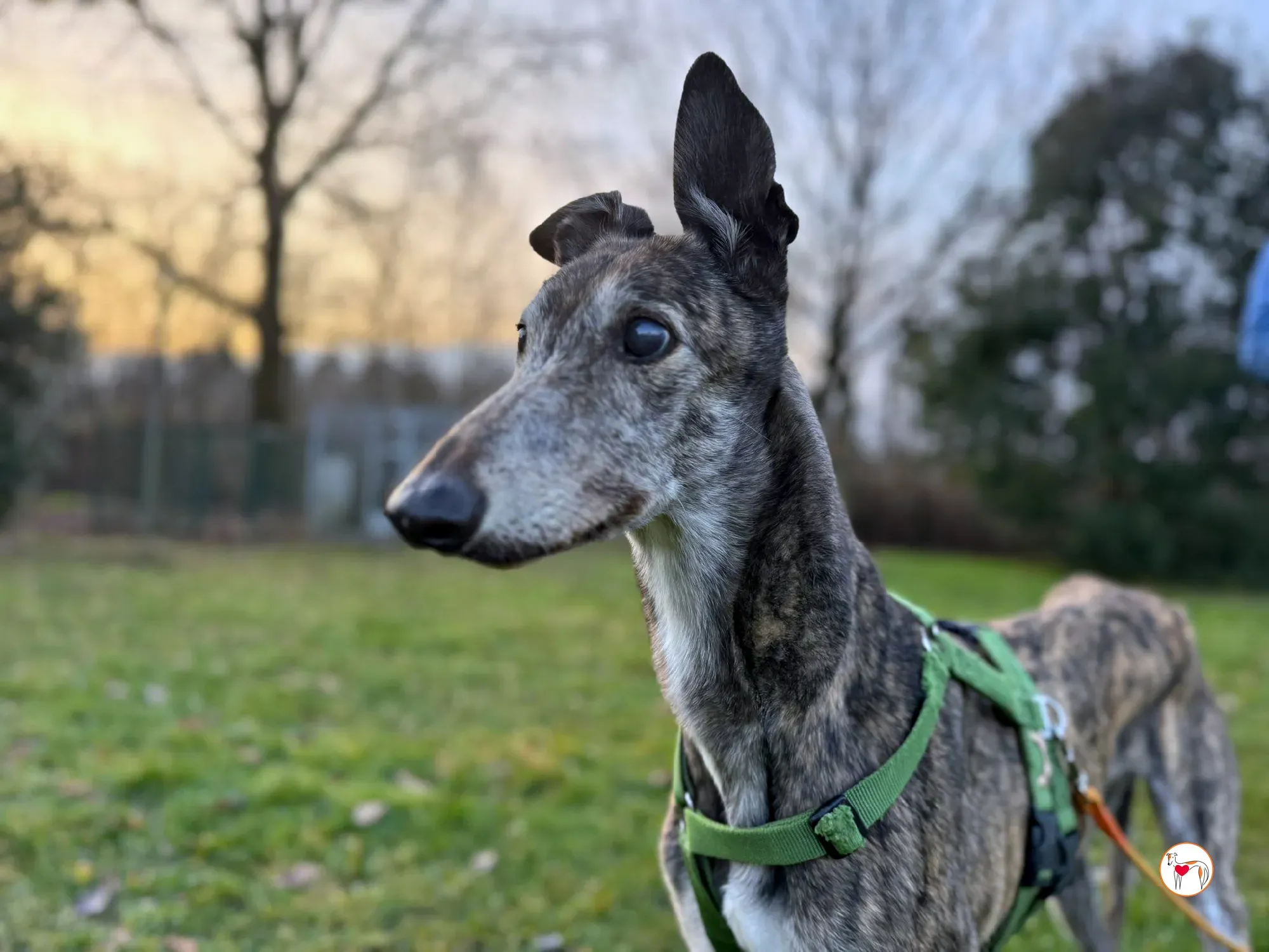 purple grey adozione 8