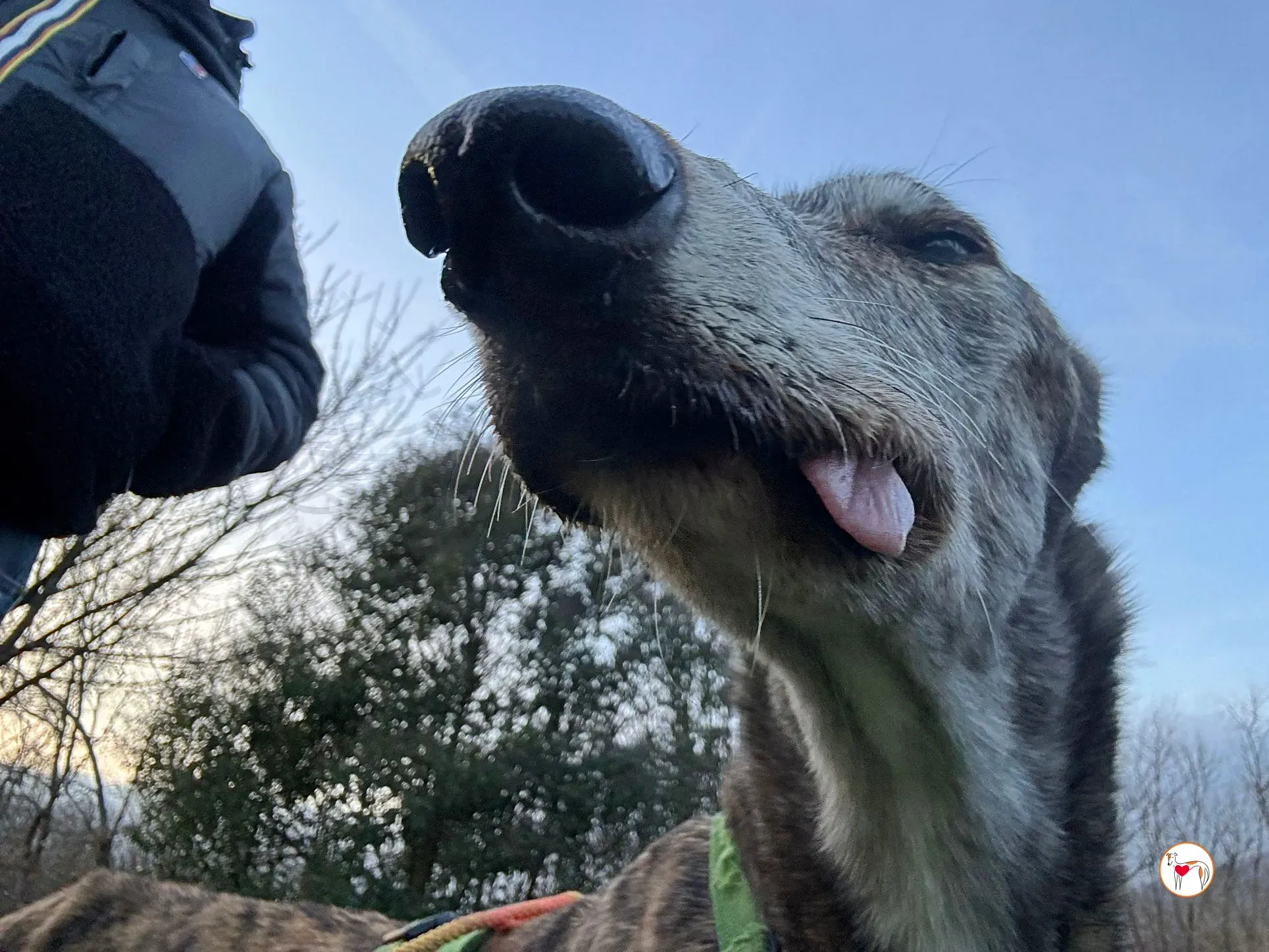 purple grey adozione 9