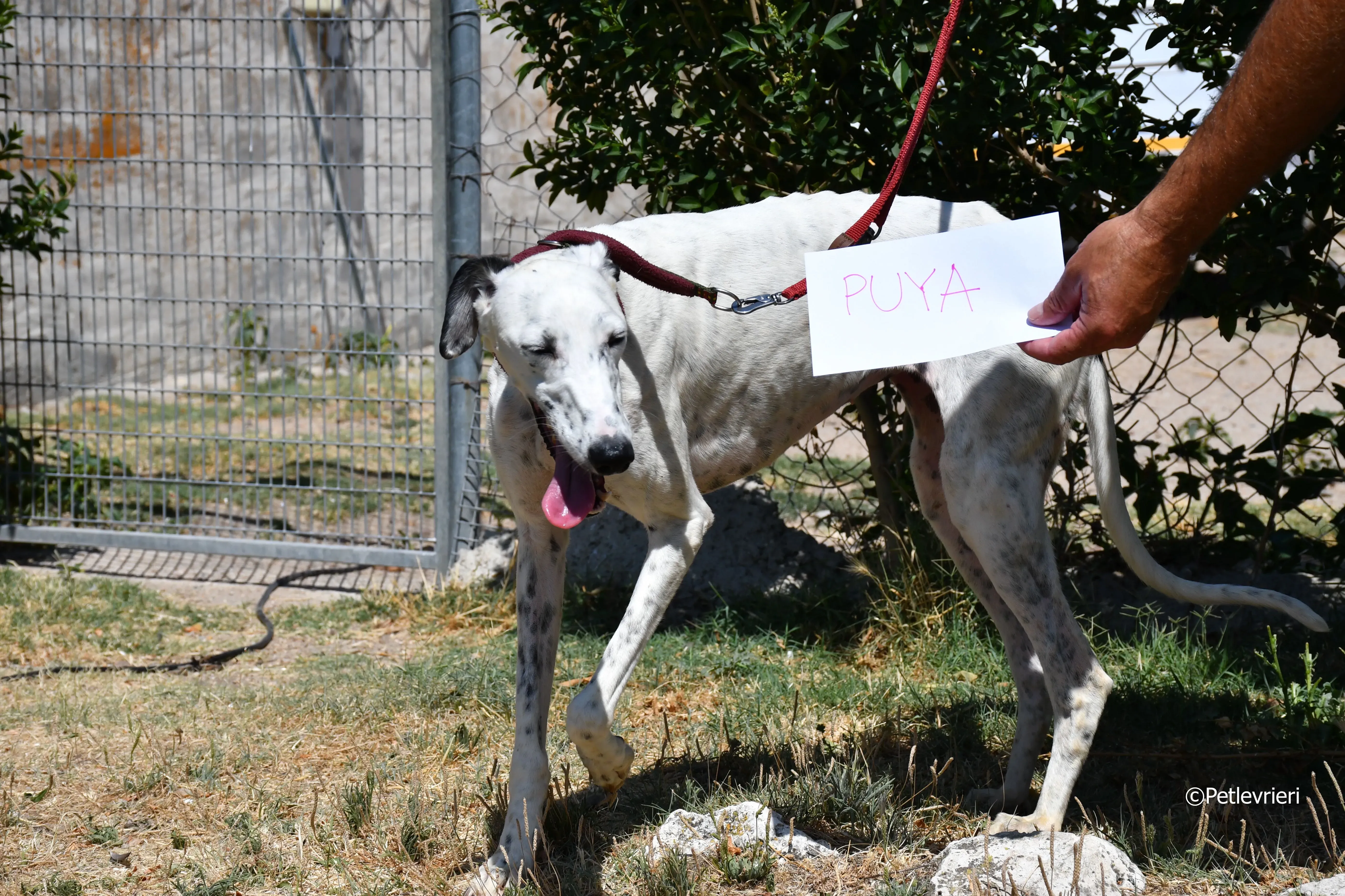 puya adozione levrieri galgo 1