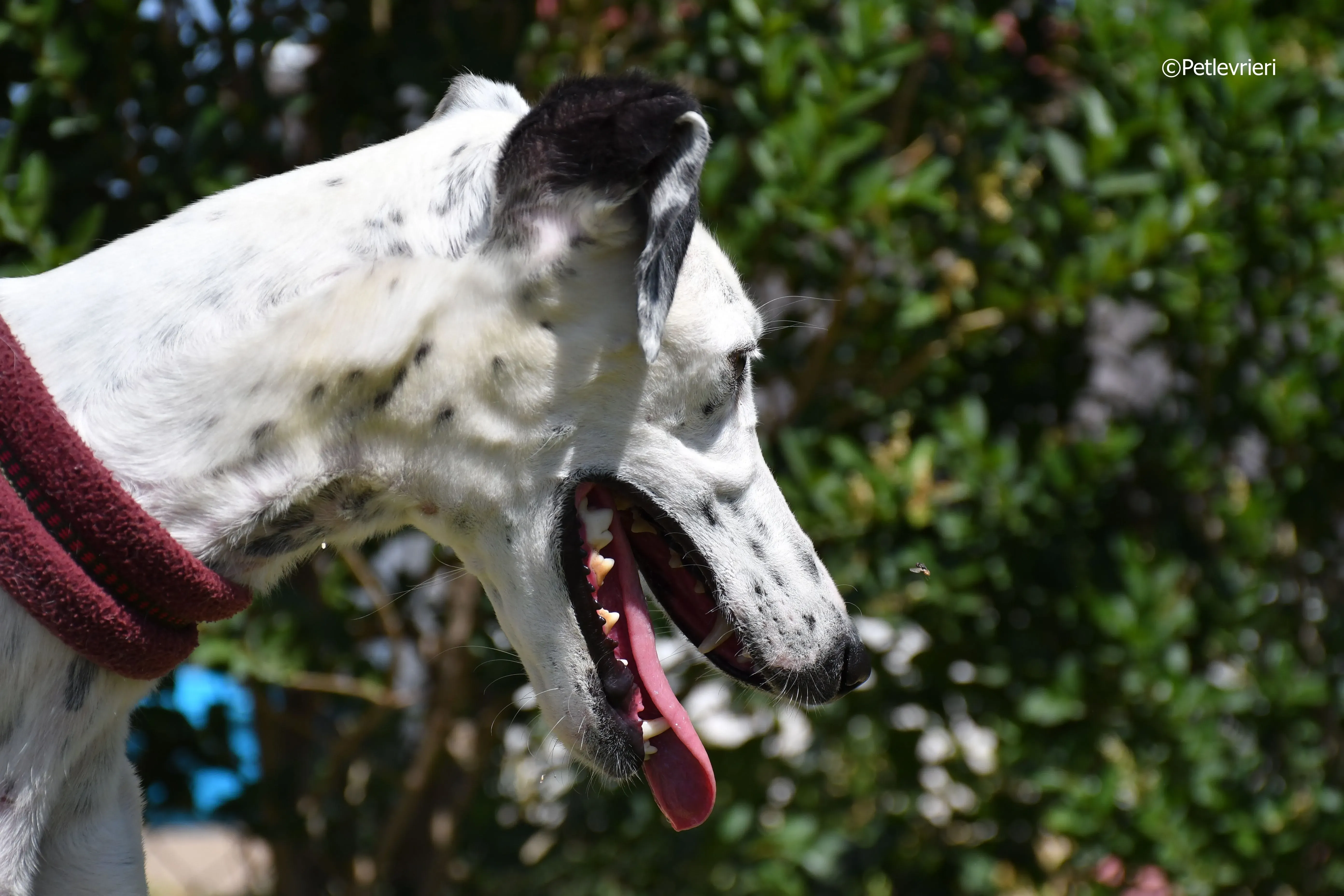 puya adozione levrieri galgo 10