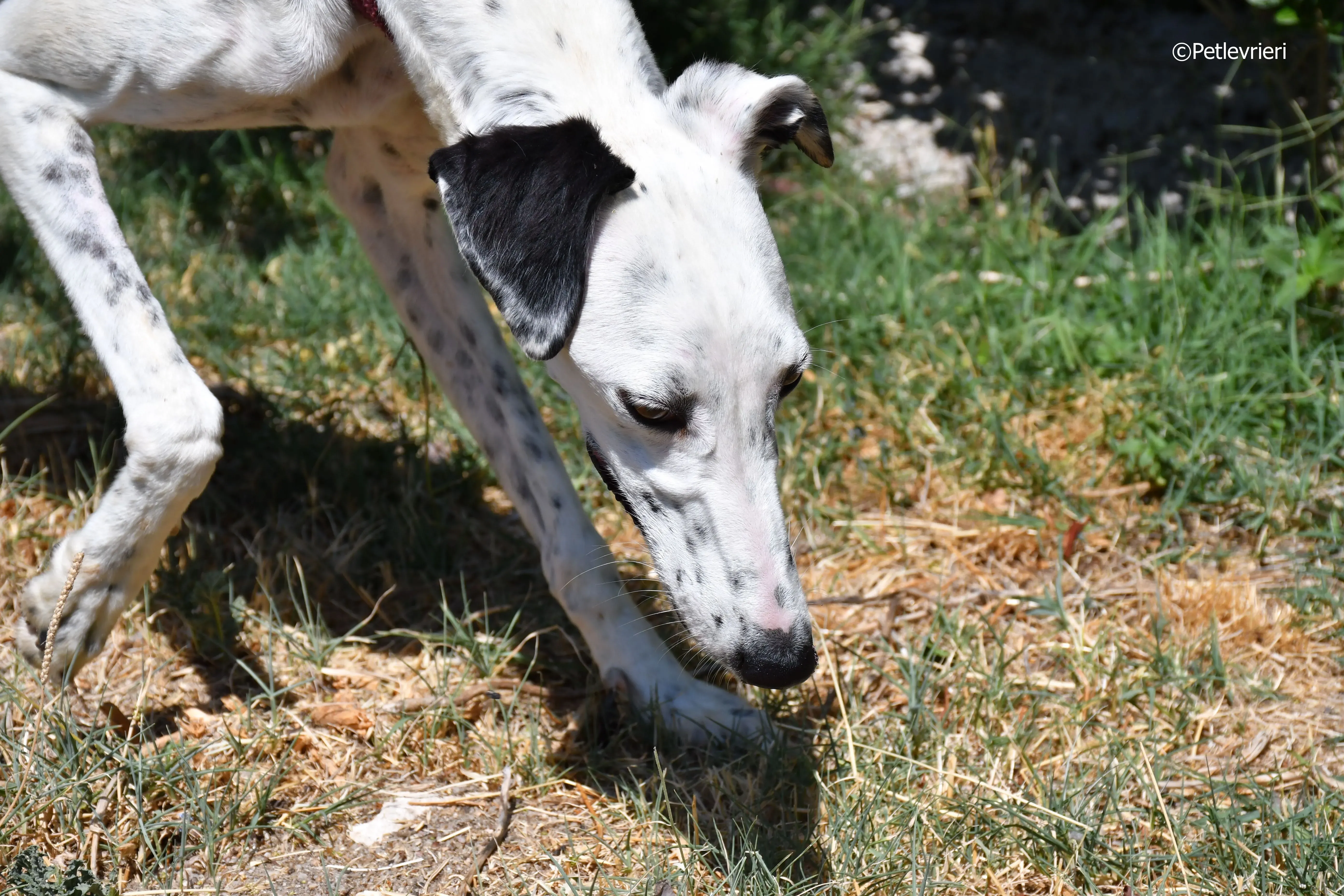 puya adozione levrieri galgo 11