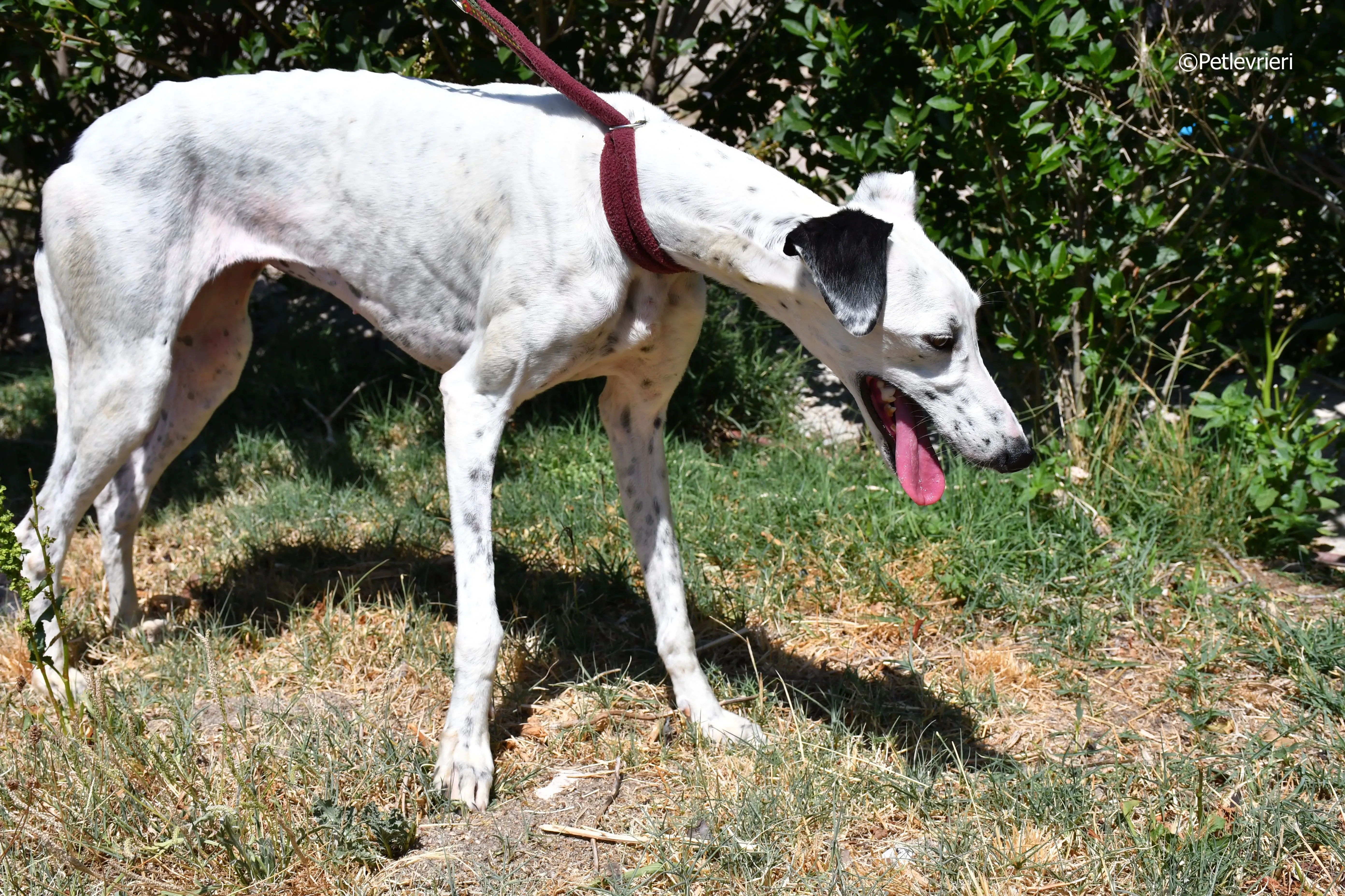 puya adozione levrieri galgo 12