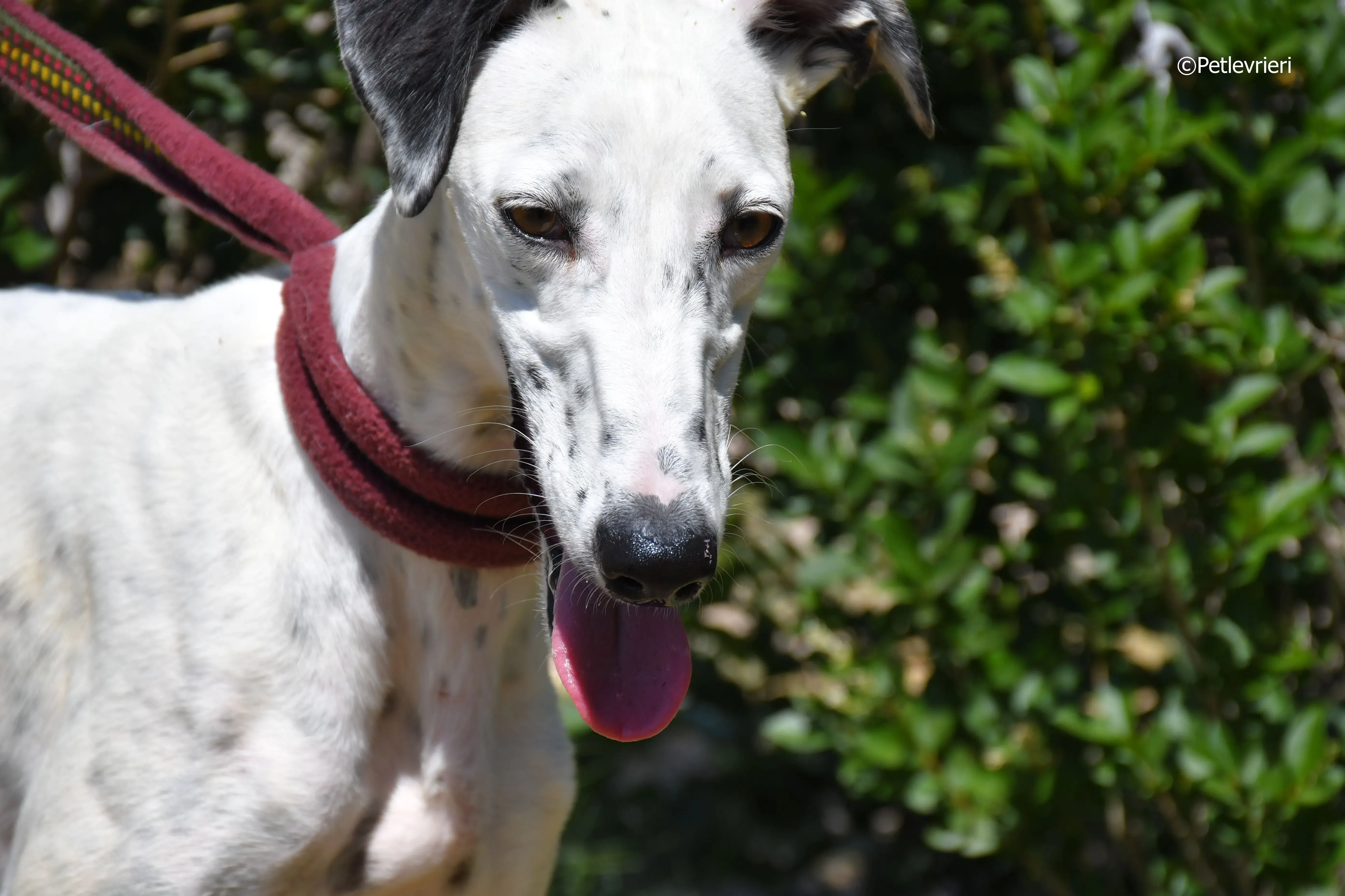 puya adozione levrieri galgo 13