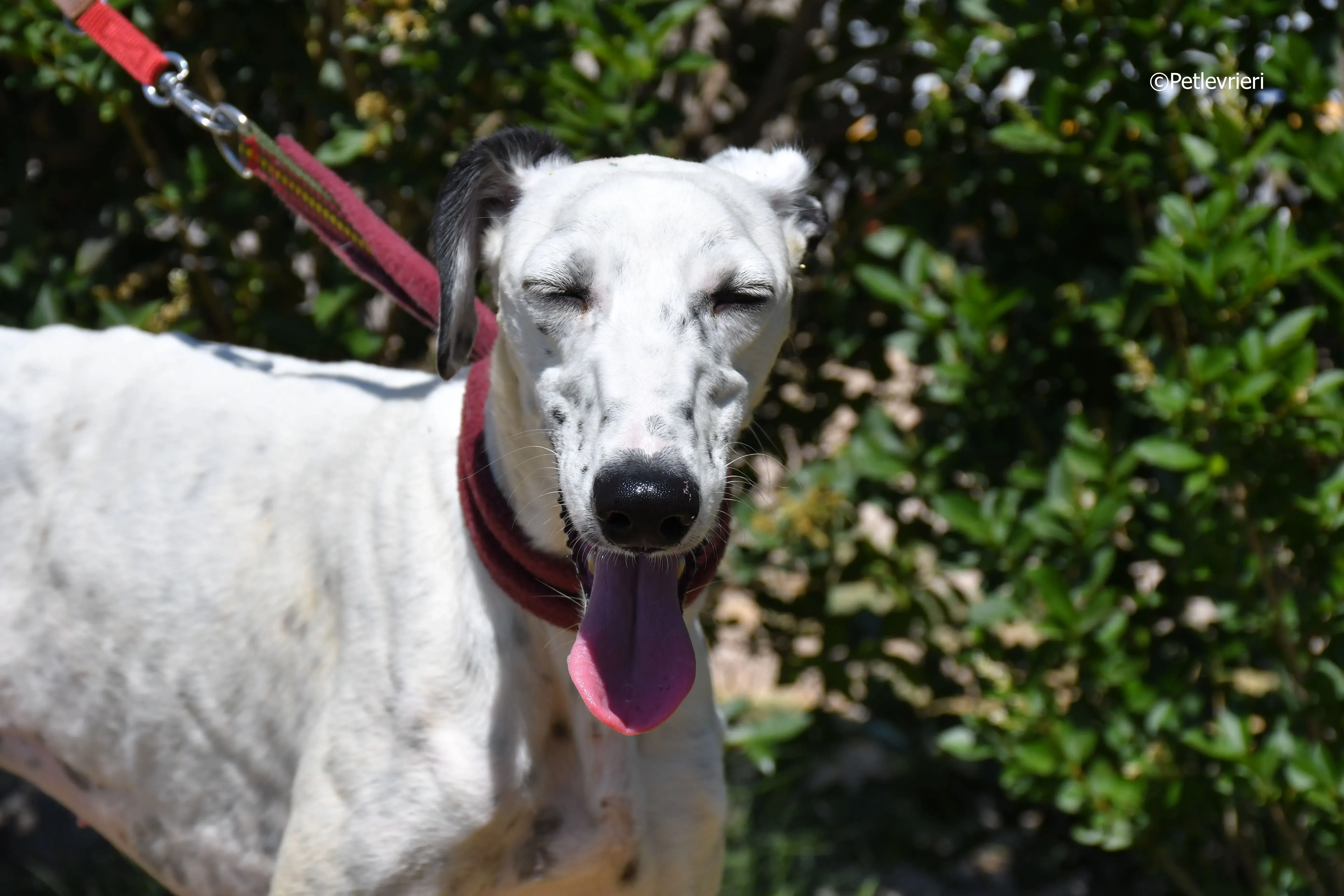 puya adozione levrieri galgo 14