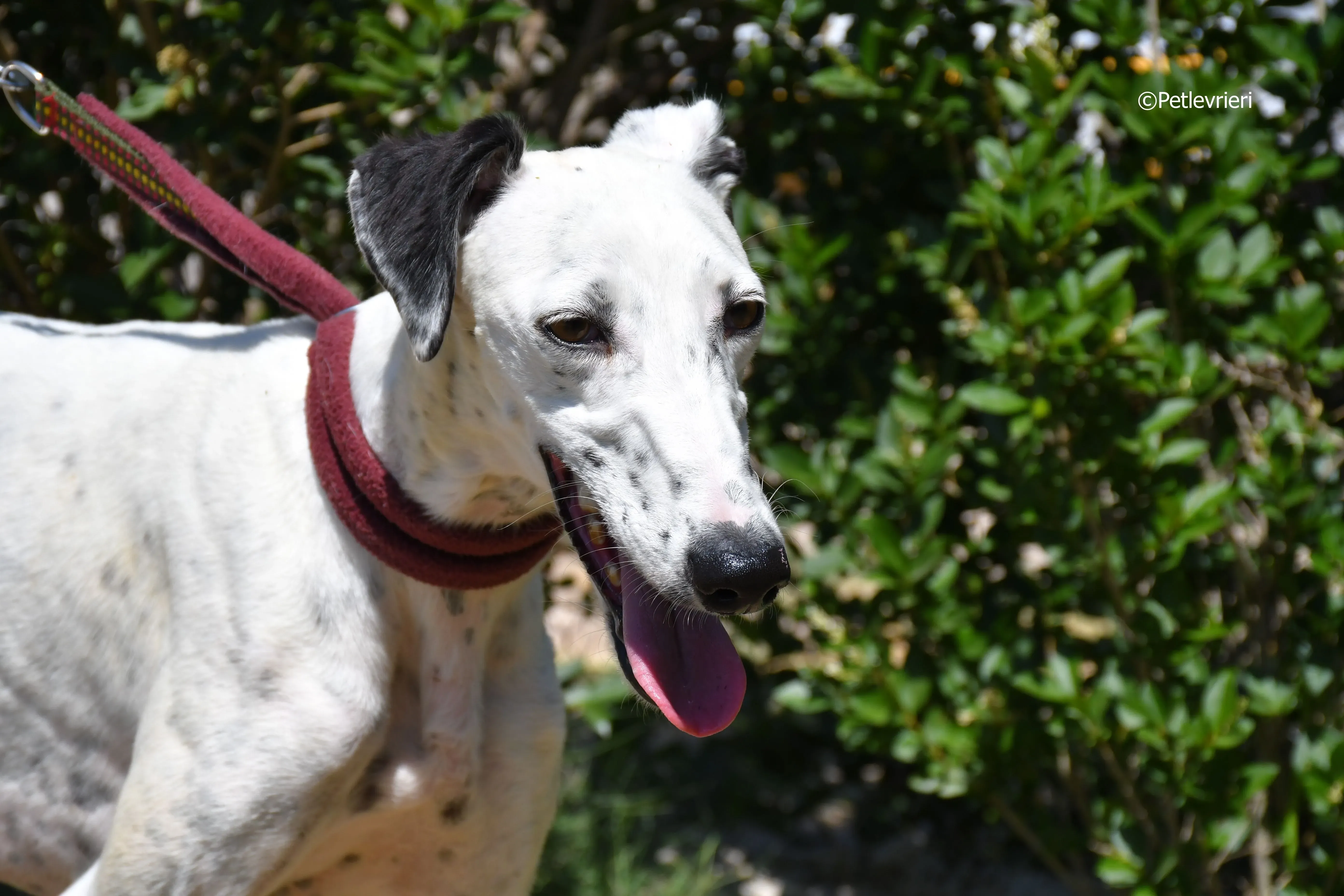 puya adozione levrieri galgo 15