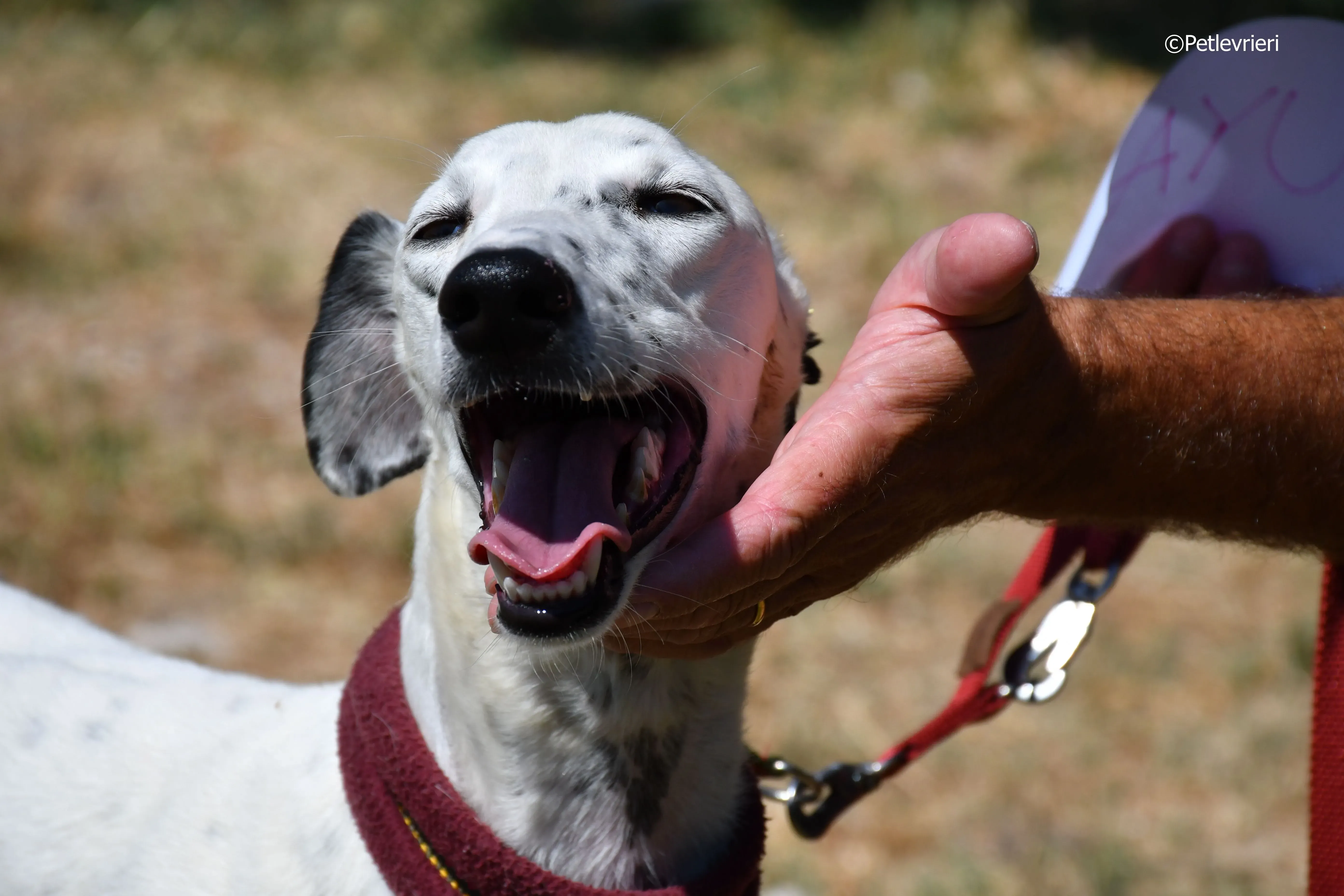 puya adozione levrieri galgo 16