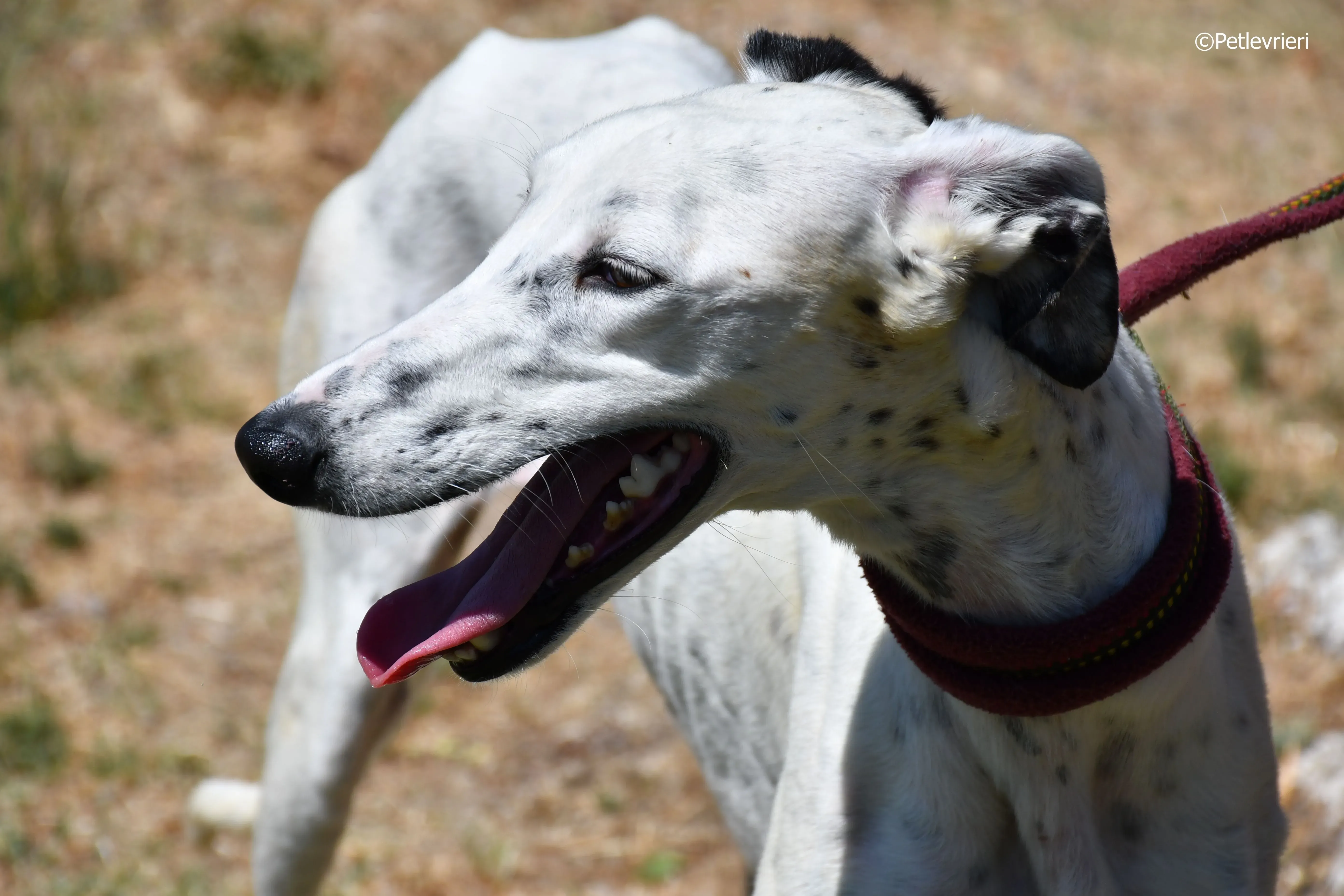 puya adozione levrieri galgo 17