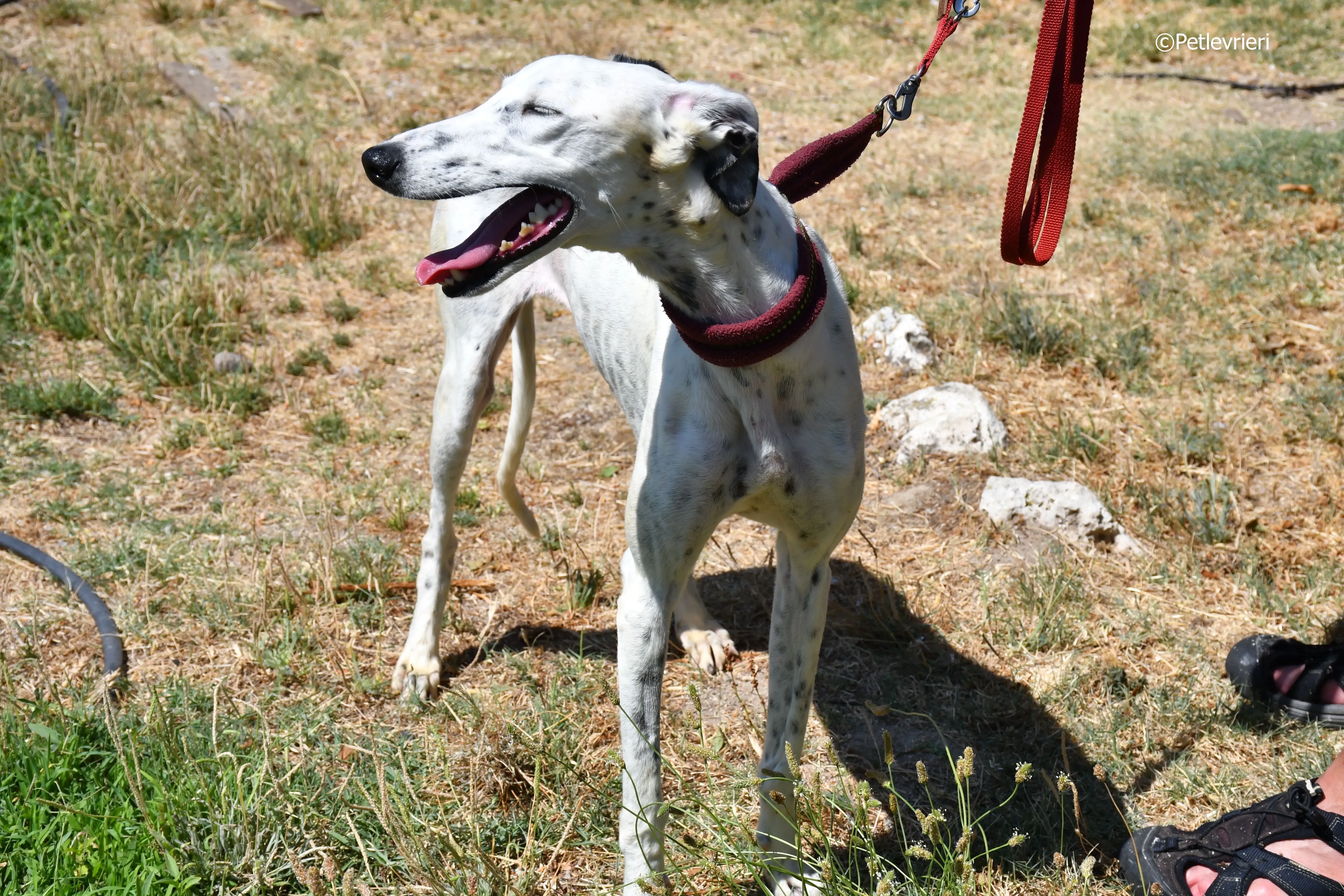 puya adozione levrieri galgo 18