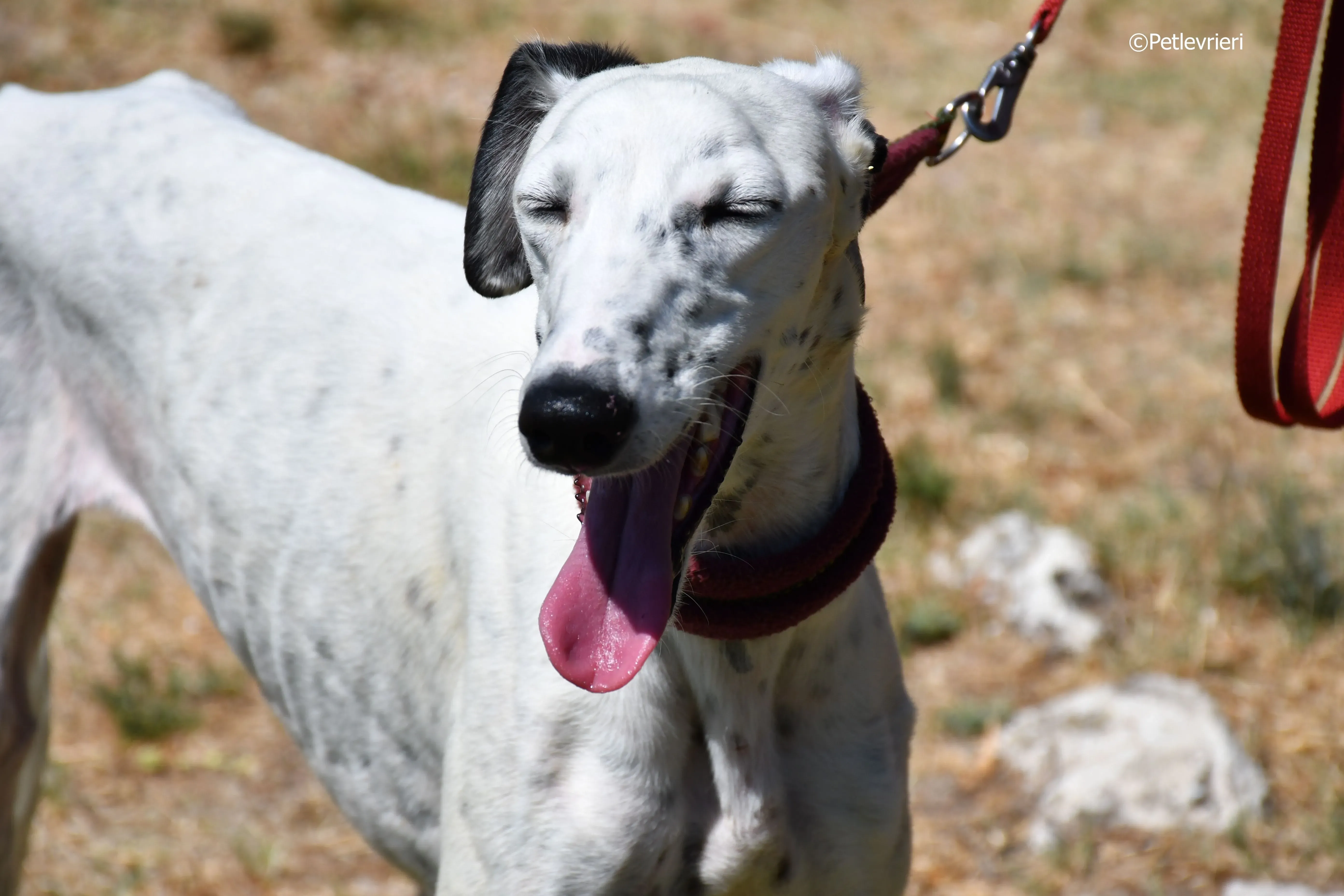 puya adozione levrieri galgo 19