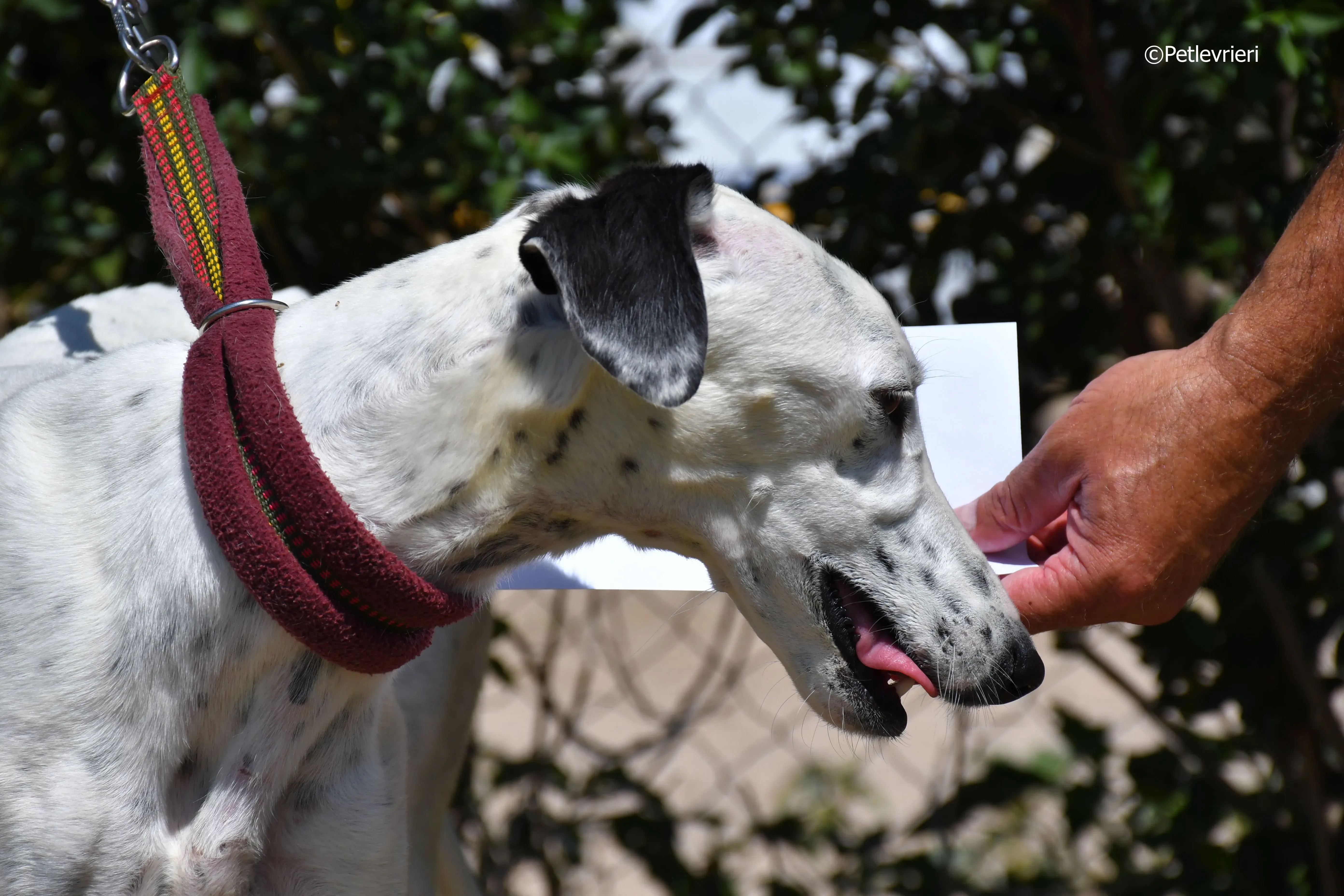 puya adozione levrieri galgo 2