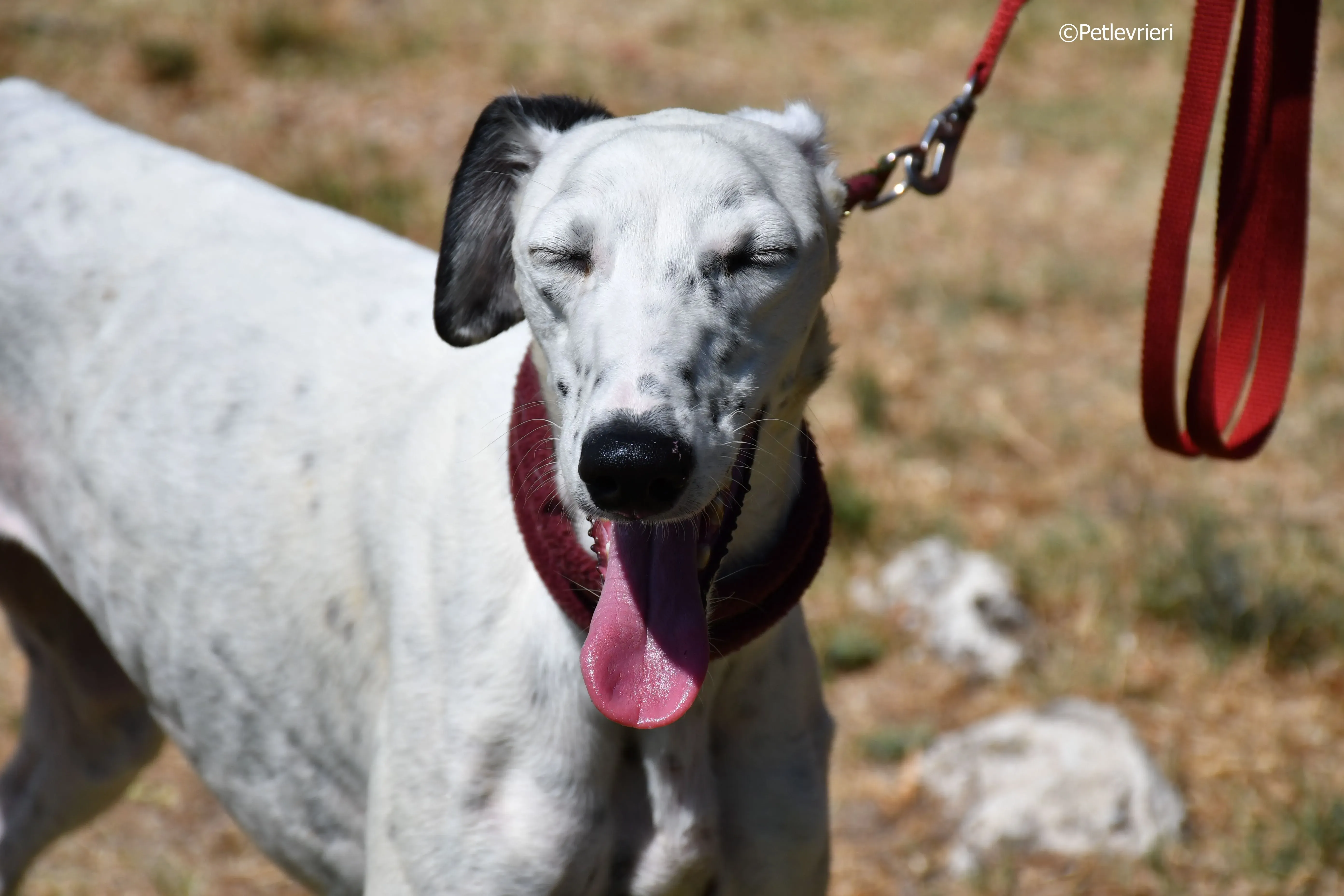 puya adozione levrieri galgo 20