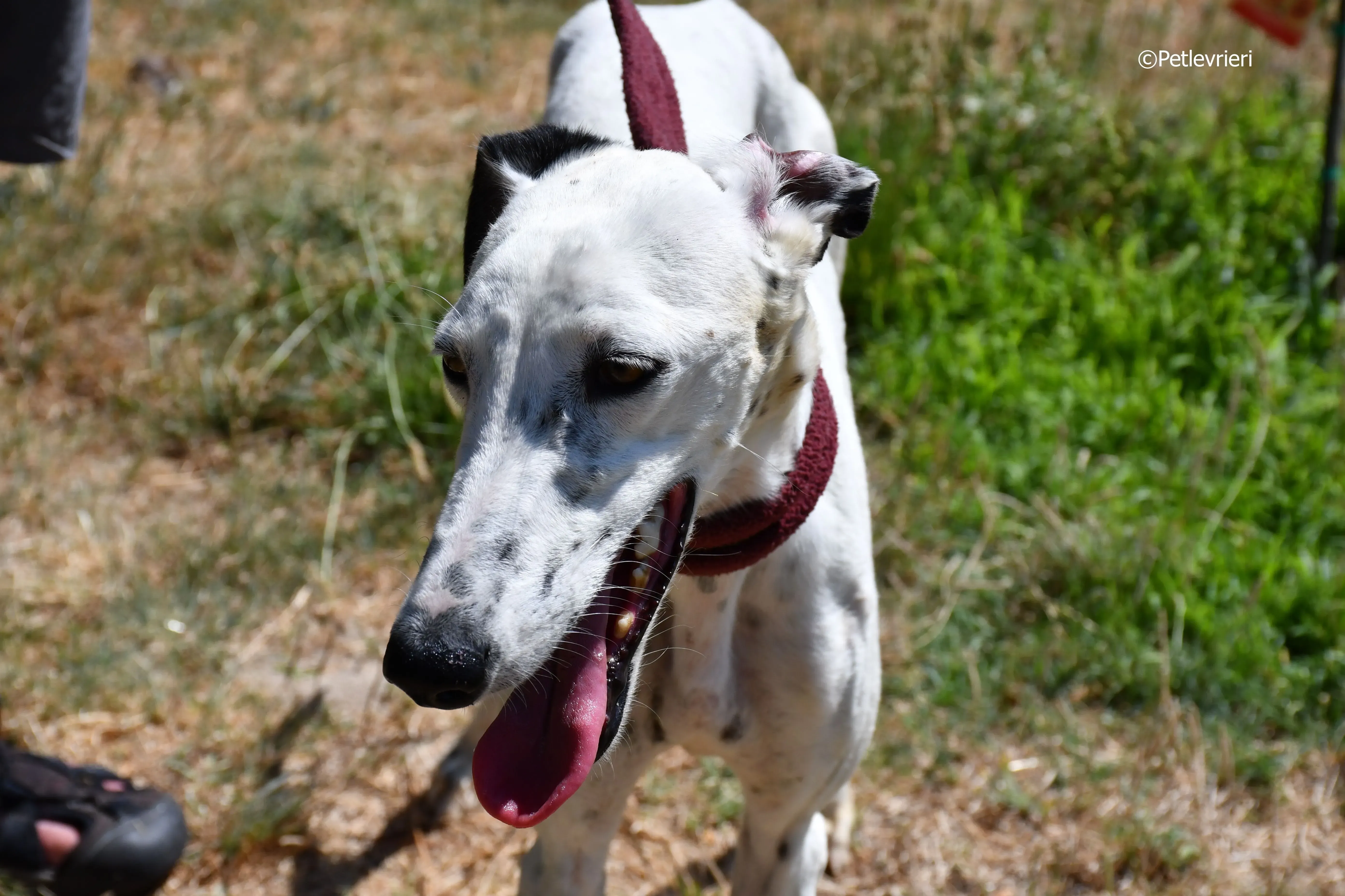 puya adozione levrieri galgo 21