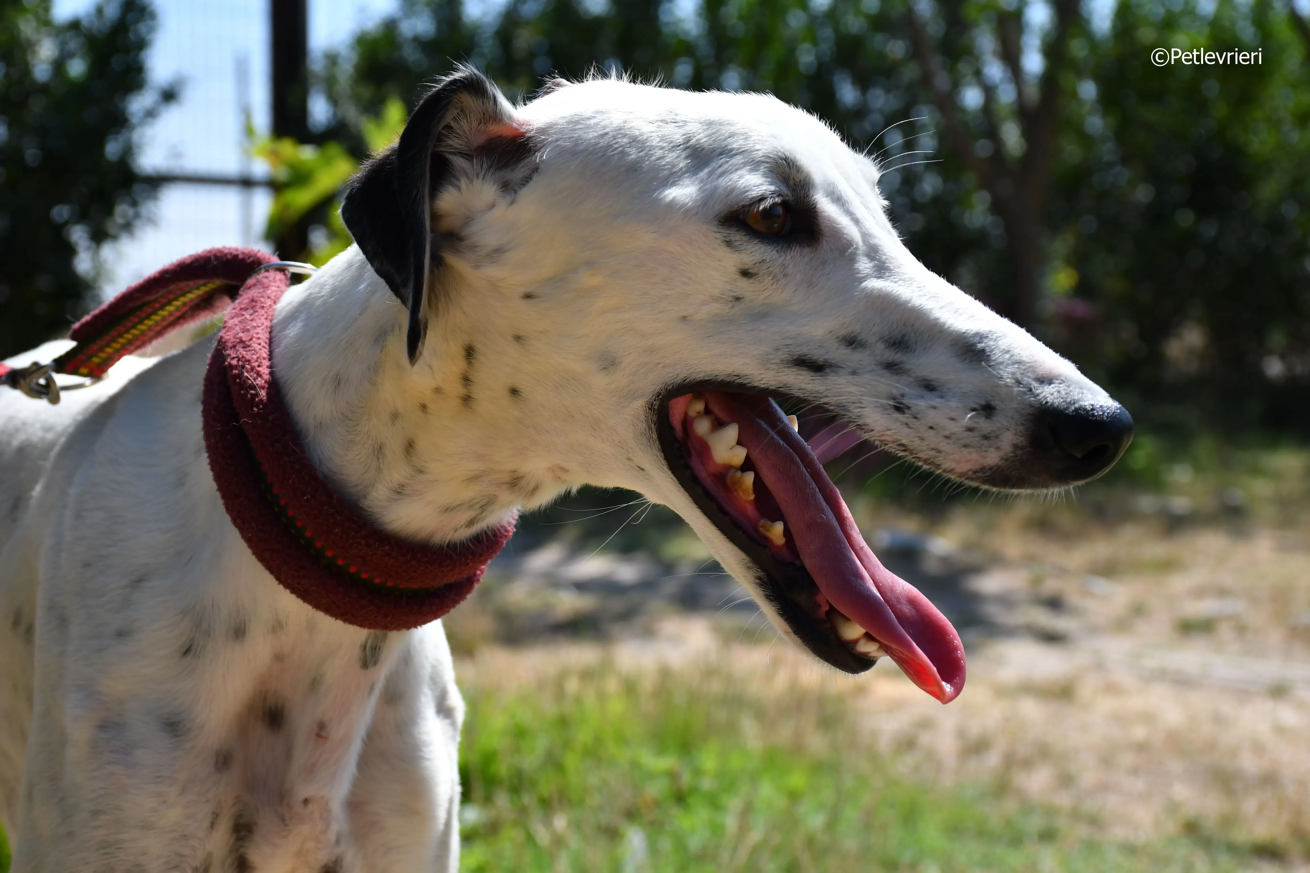 puya adozione levrieri galgo 22