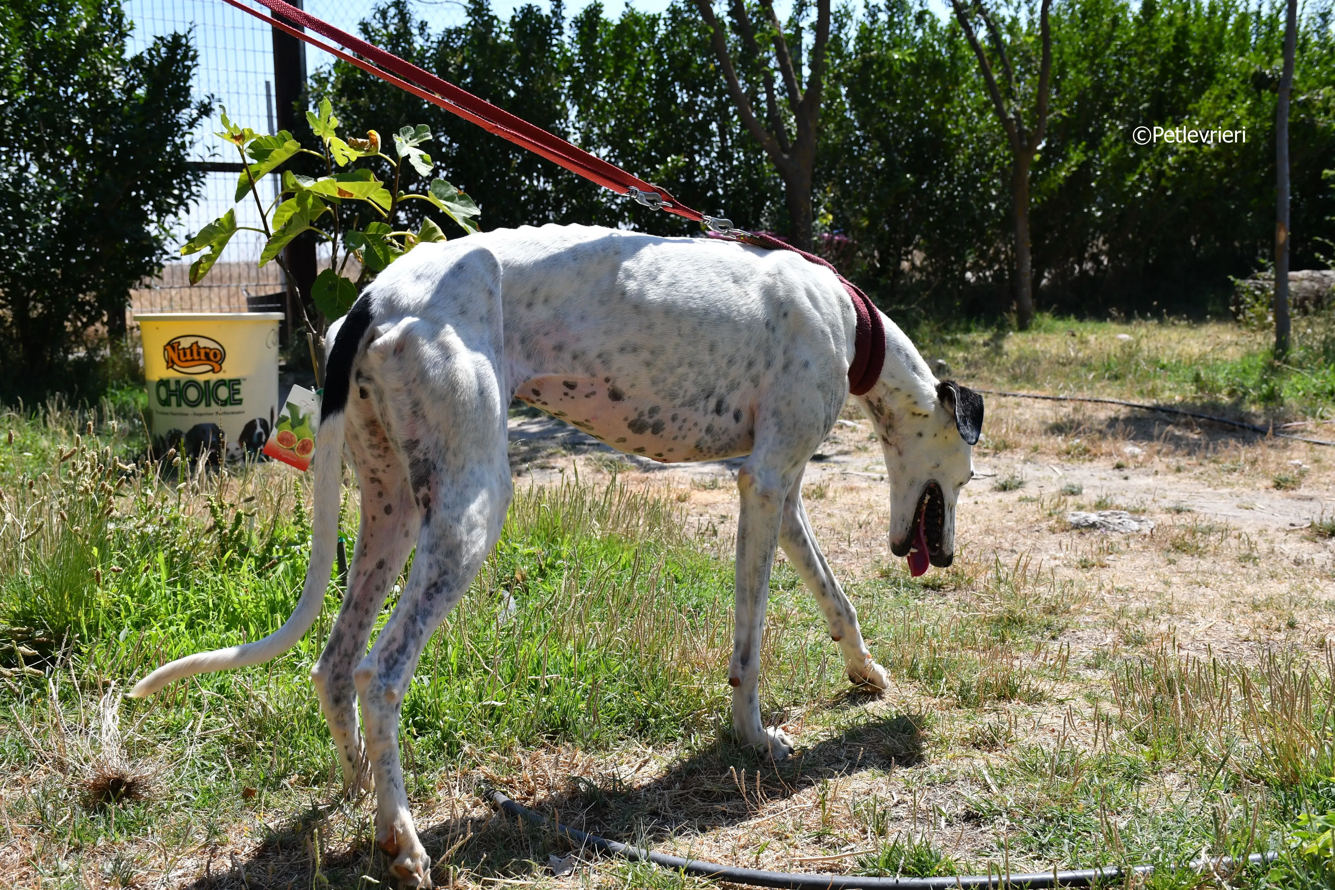 puya adozione levrieri galgo 23