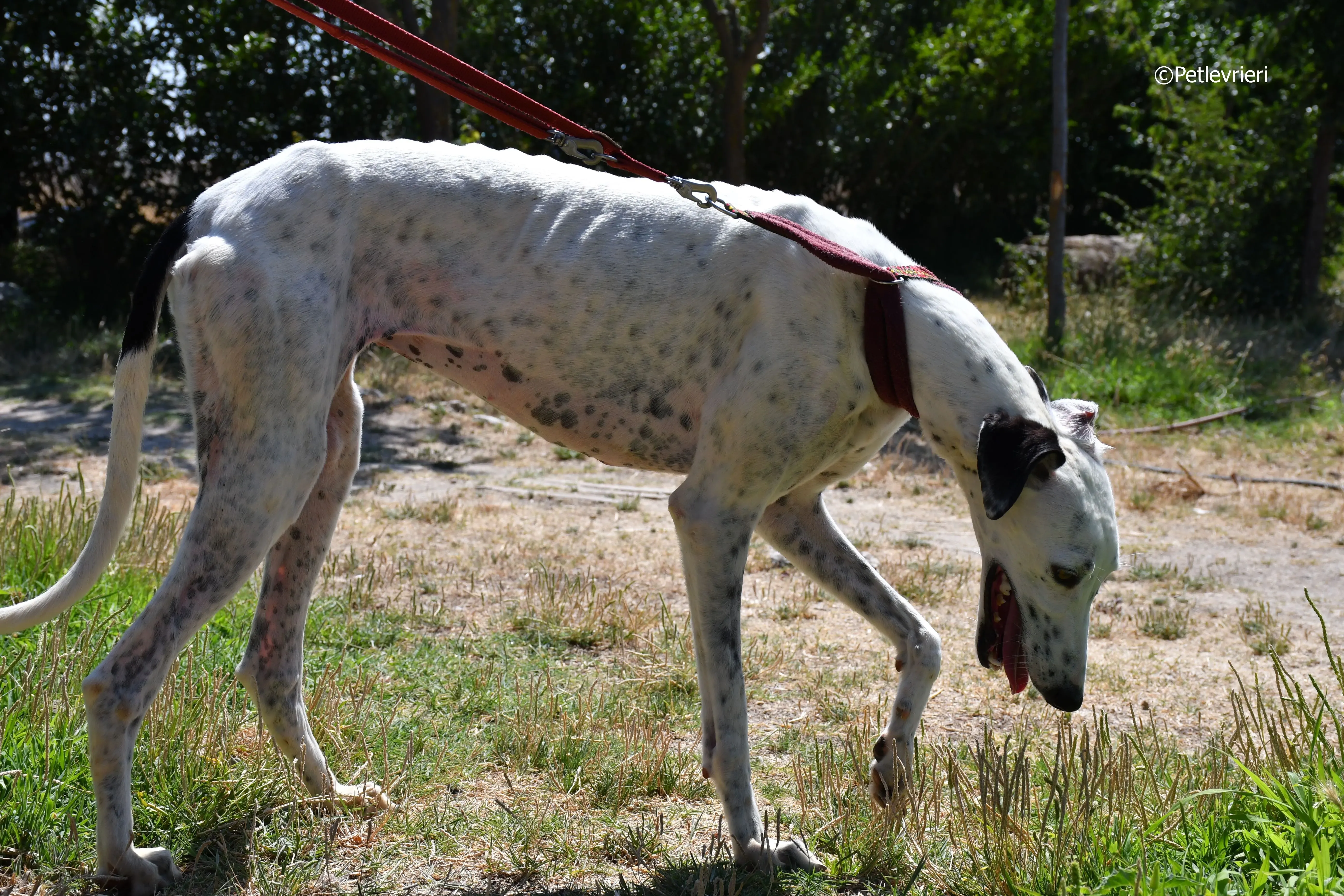 puya adozione levrieri galgo 24