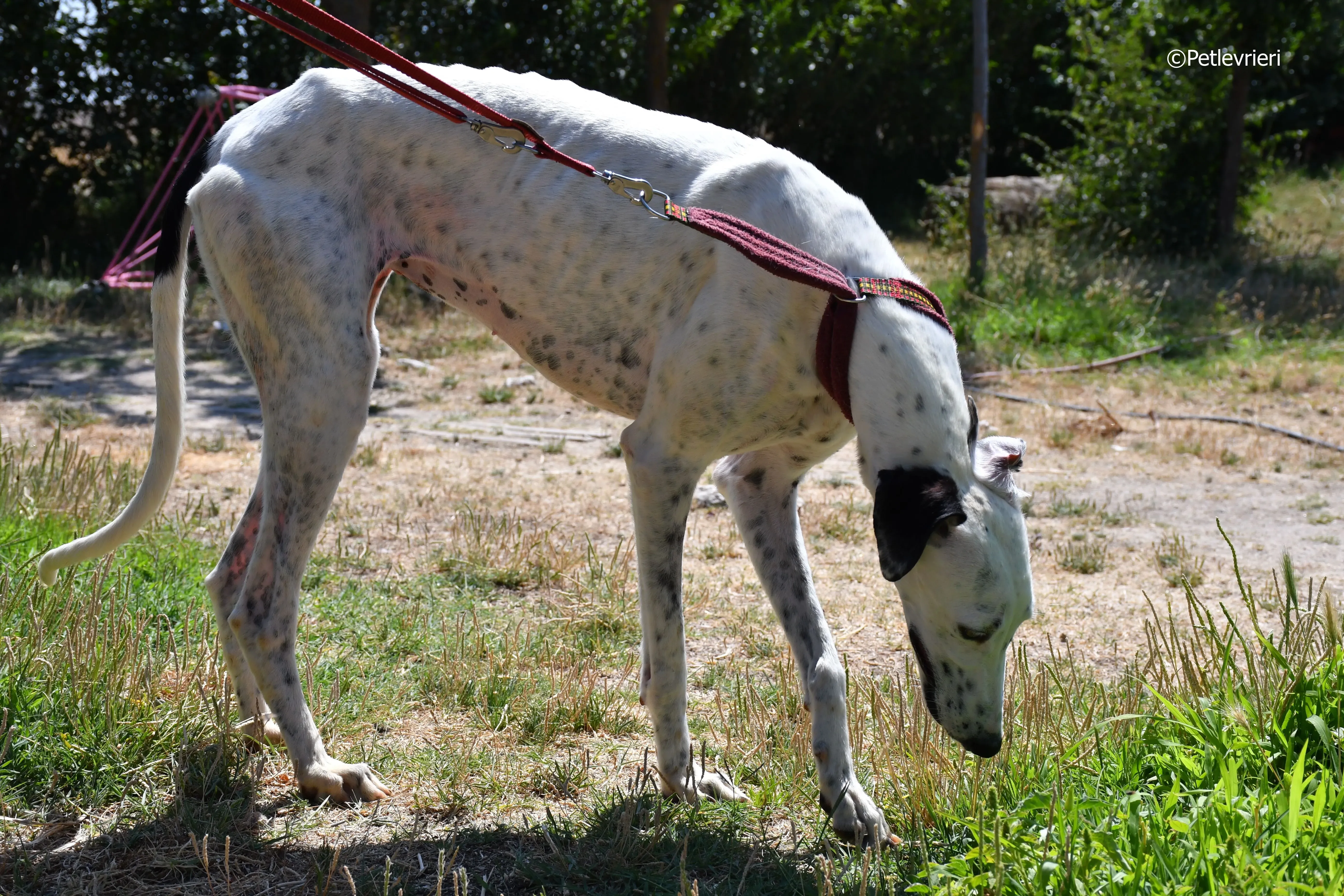 puya adozione levrieri galgo 25