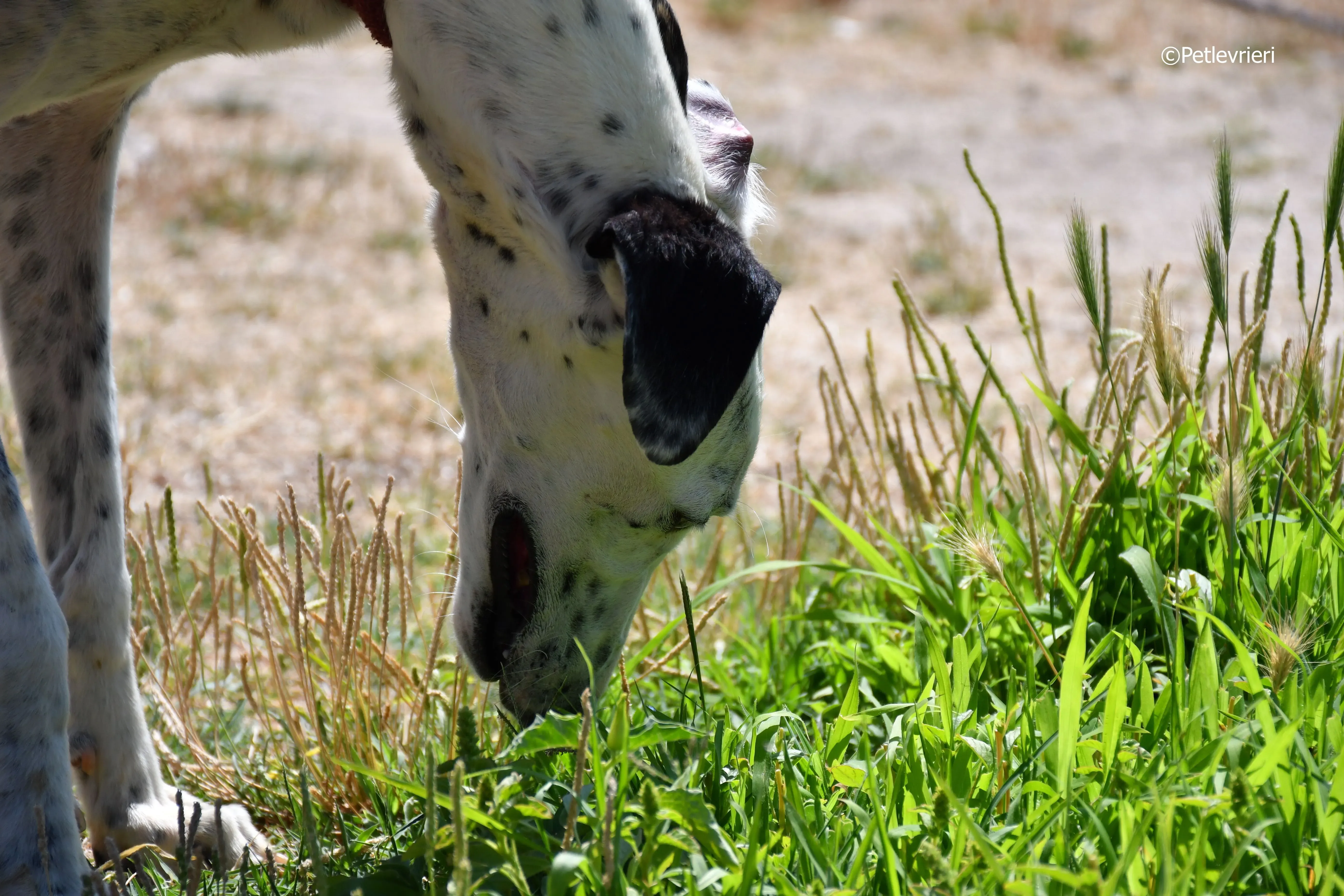 puya adozione levrieri galgo 26