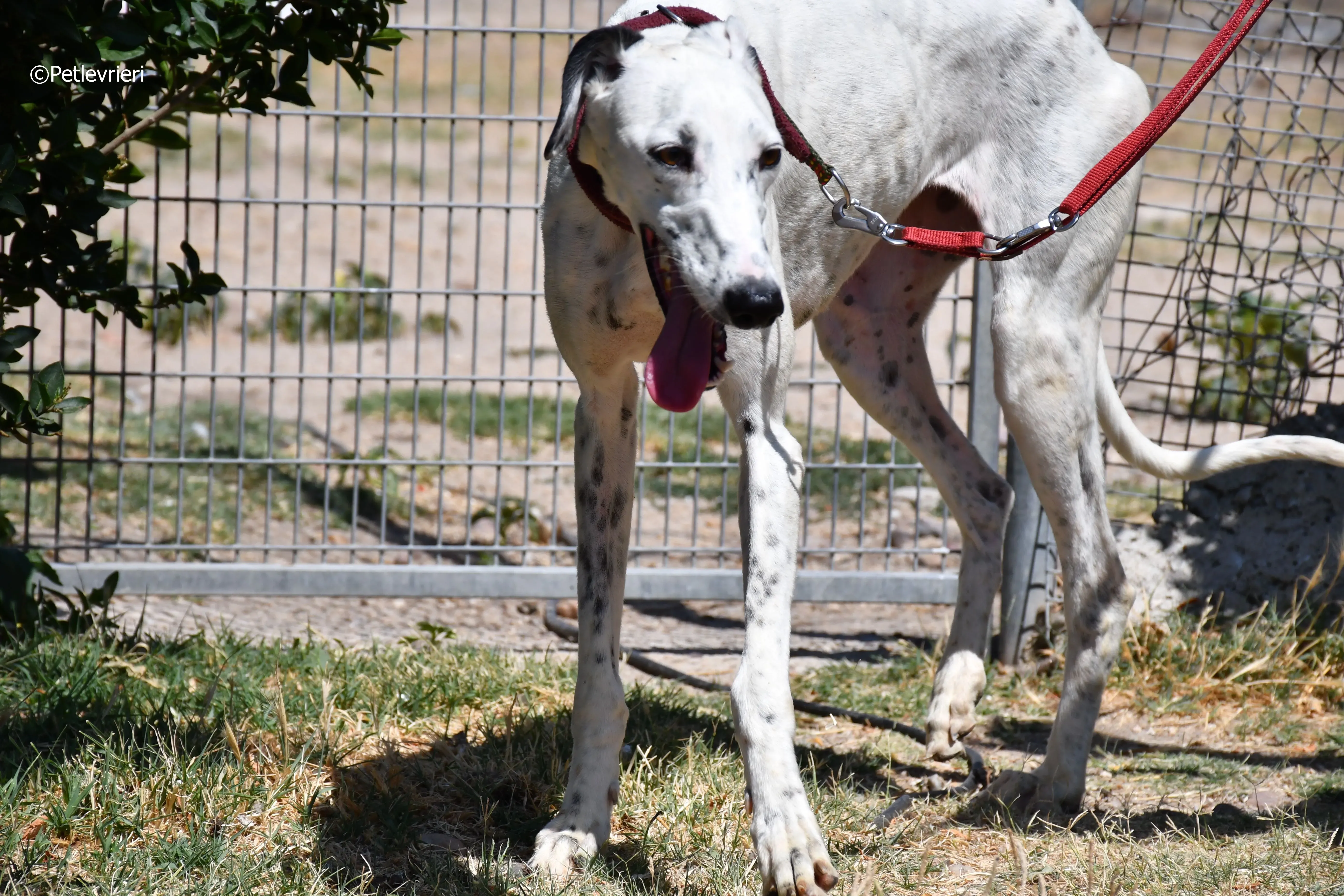 puya adozione levrieri galgo 27