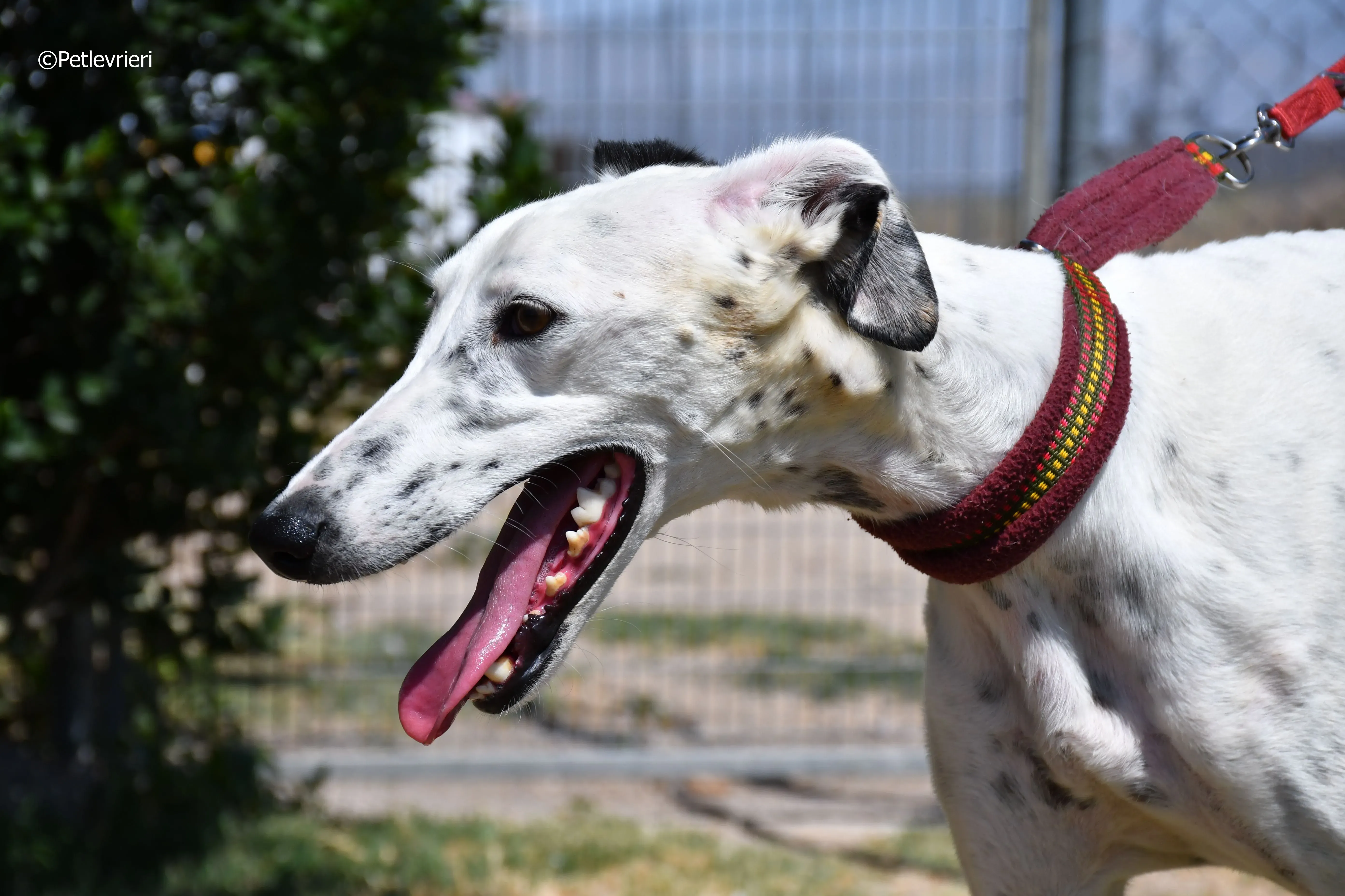 puya adozione levrieri galgo 28