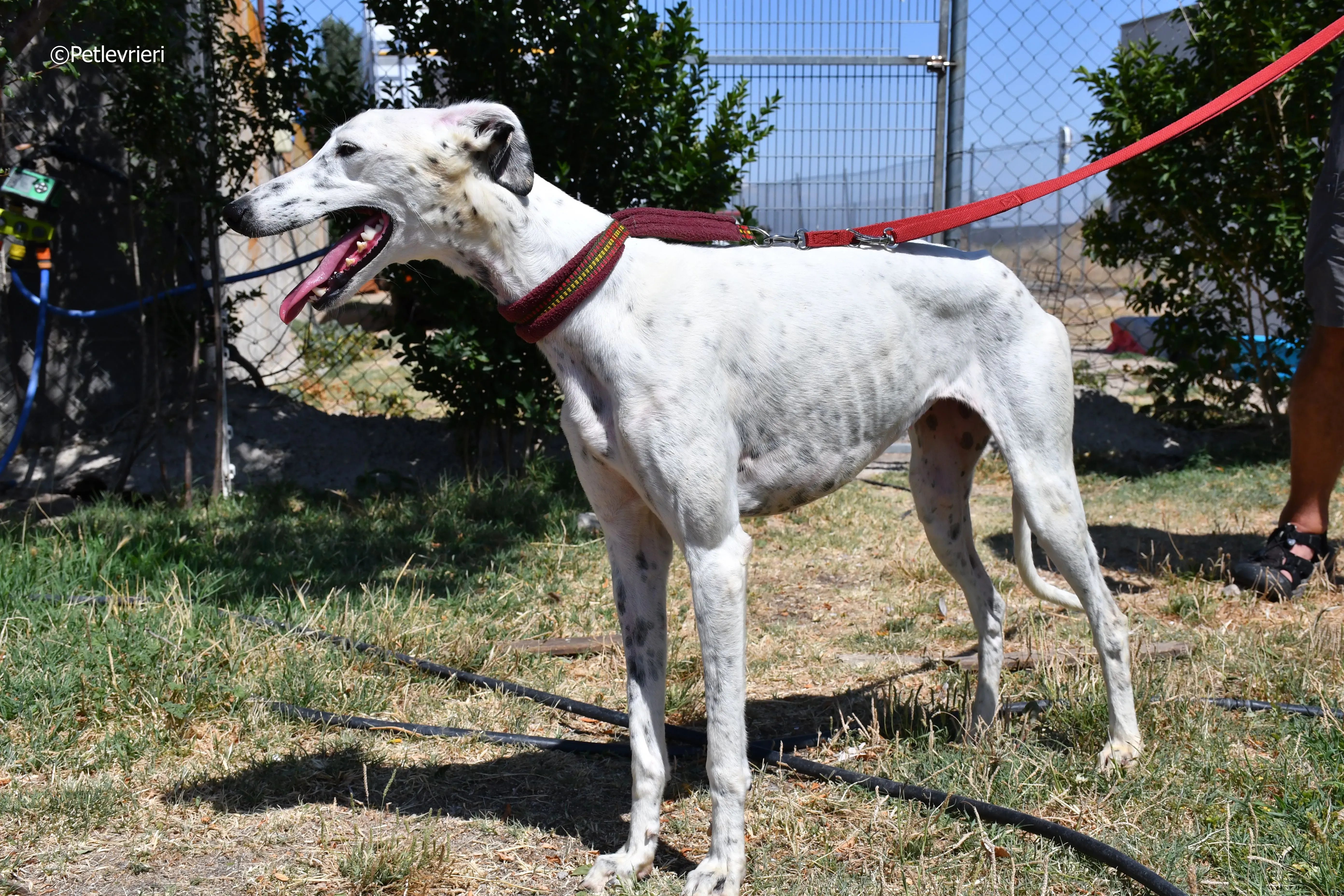 puya adozione levrieri galgo 29