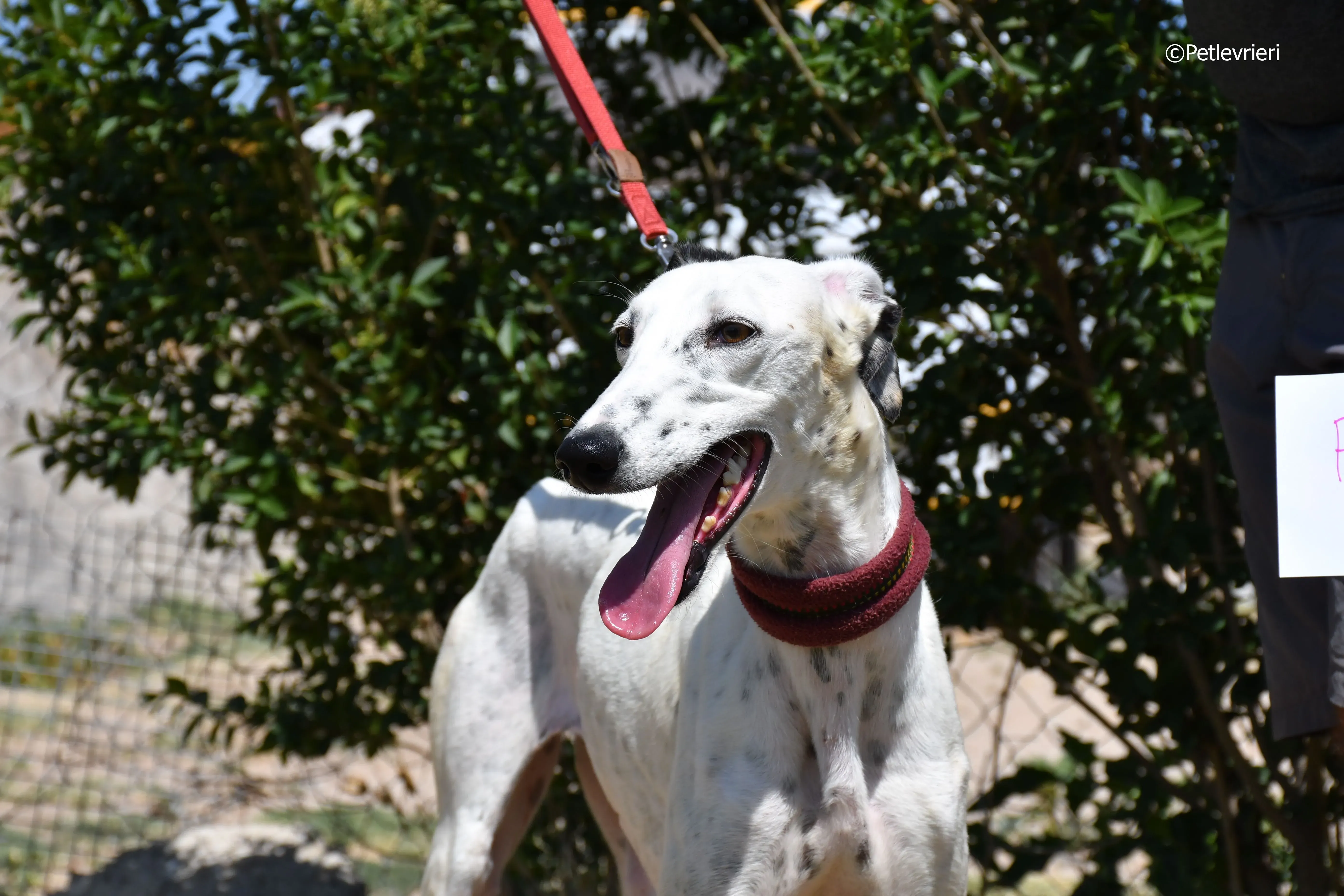 puya adozione levrieri galgo 3