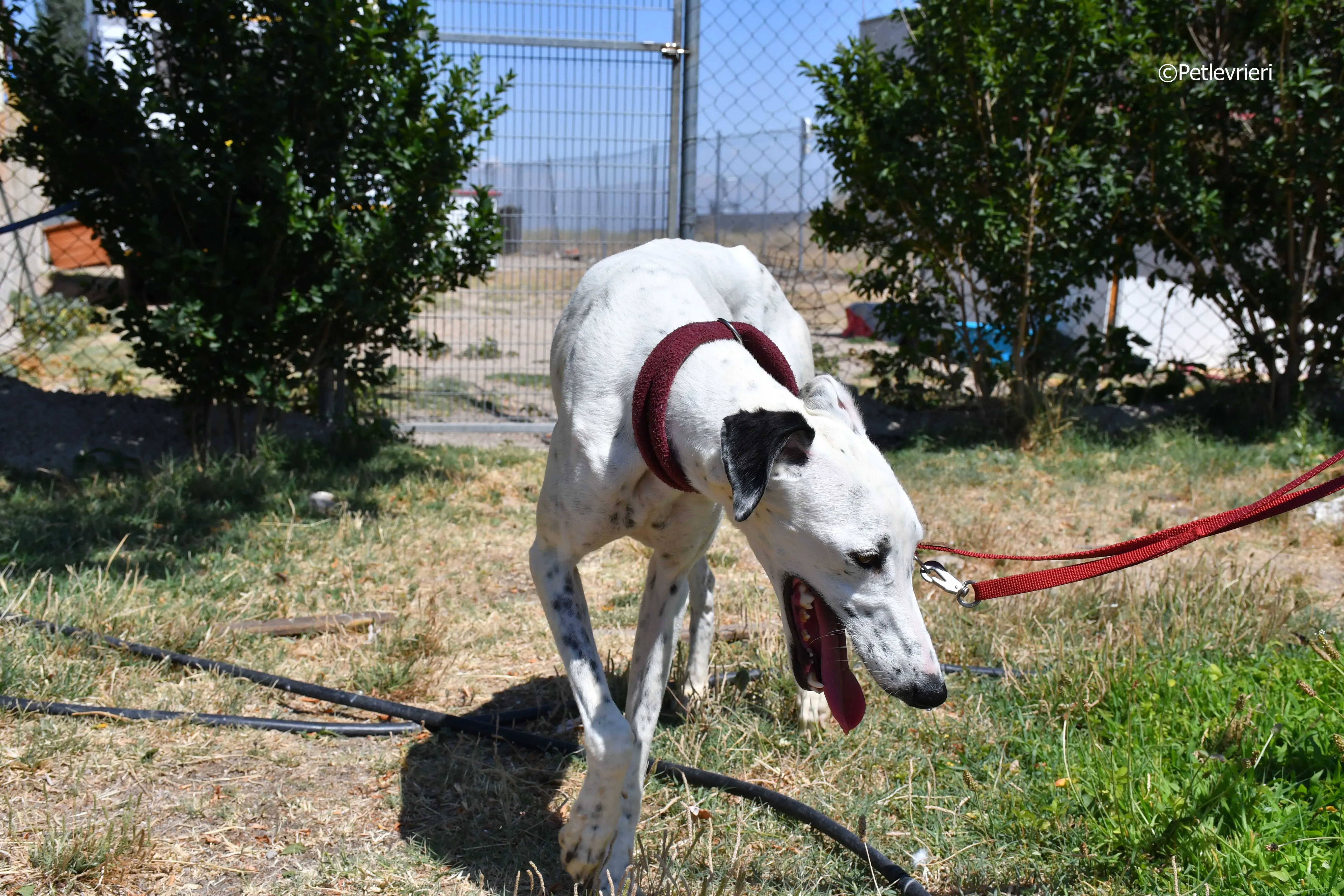 puya adozione levrieri galgo 30