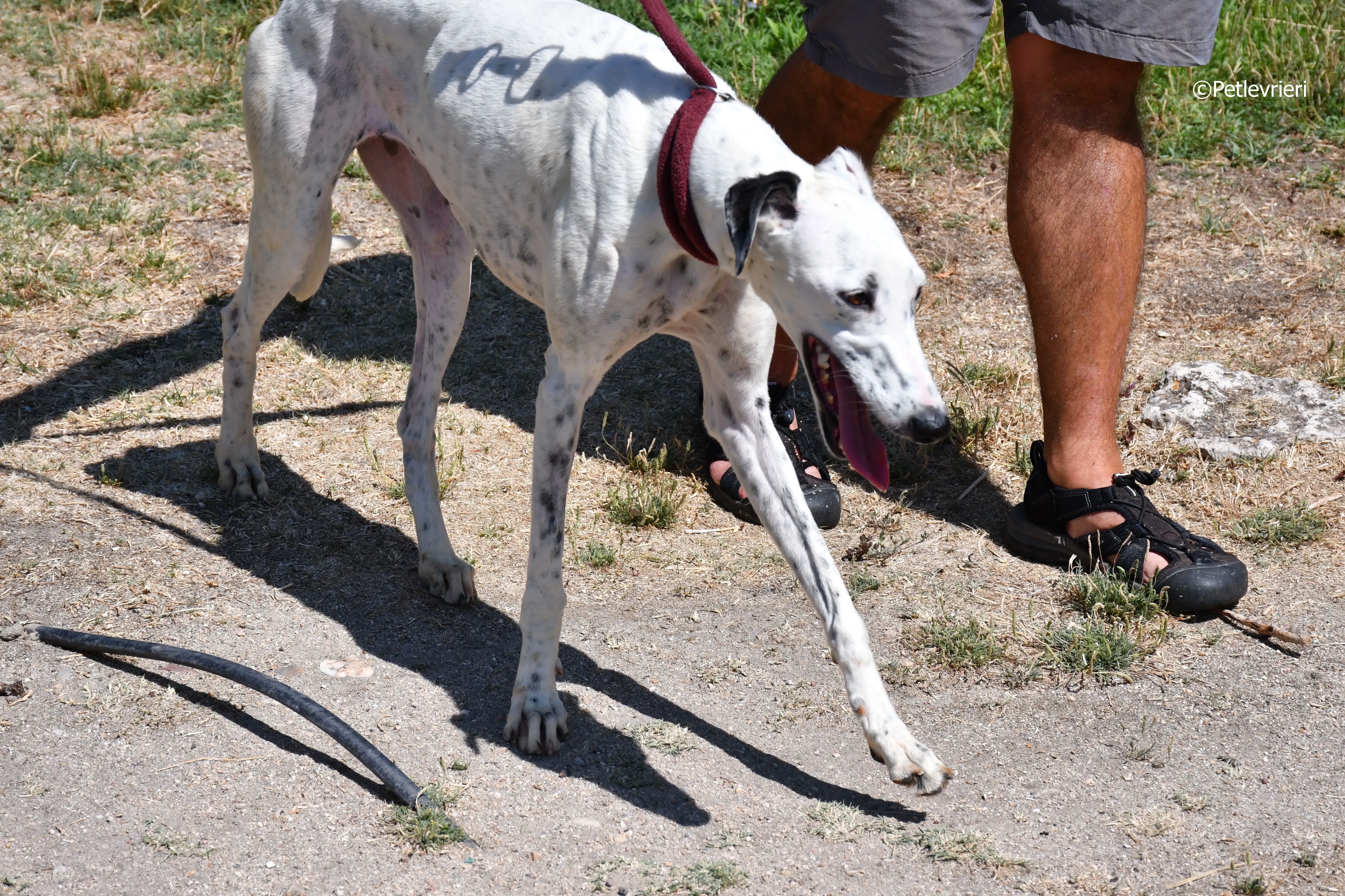 puya adozione levrieri galgo 31