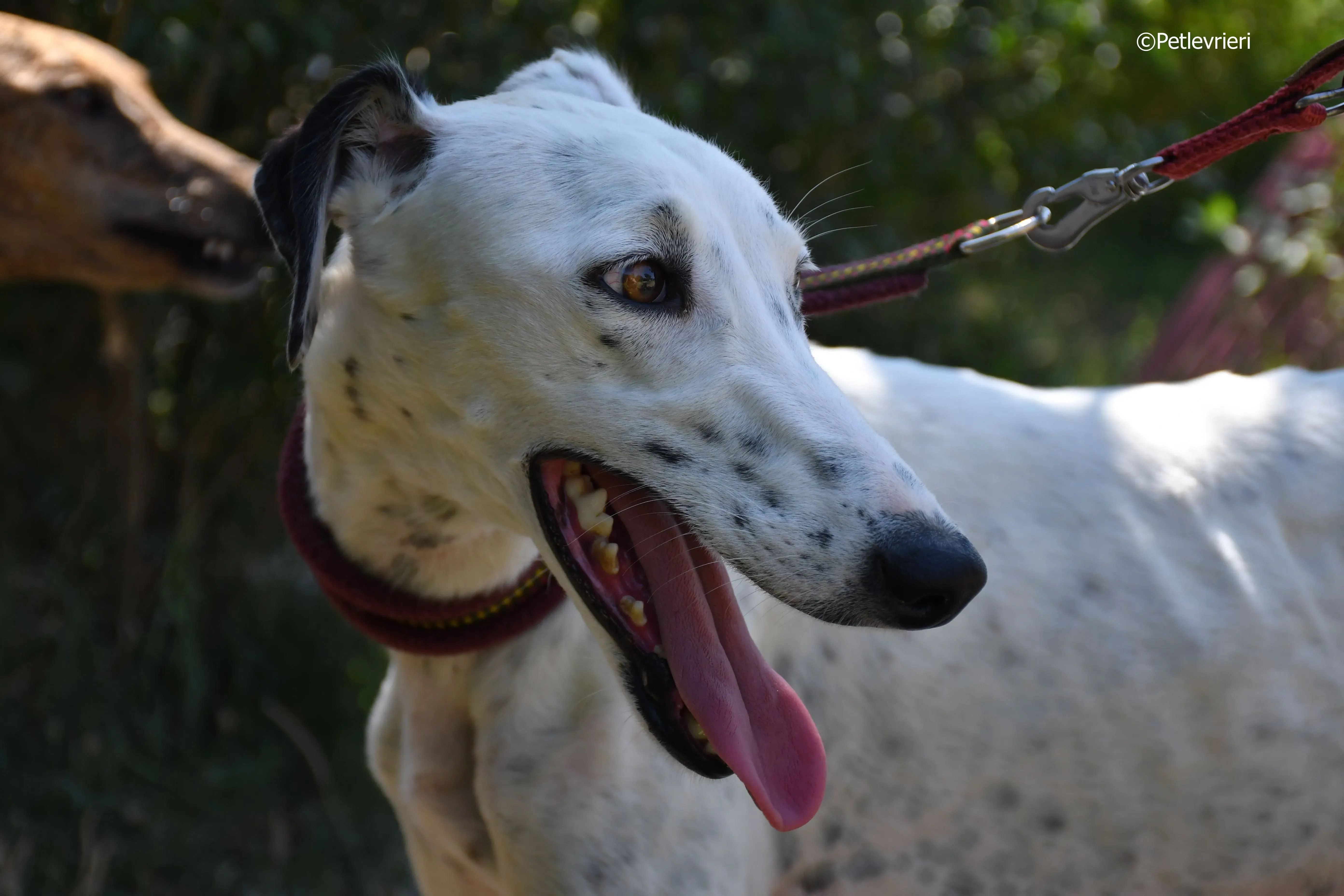 puya adozione levrieri galgo 32